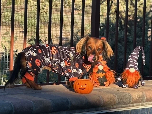 Dachshund dog wearing a Halloween-themed sweater, standing on a ledge with Halloween decorations including a plastic pumpkin bucket and plush witch and pumpkin toys.