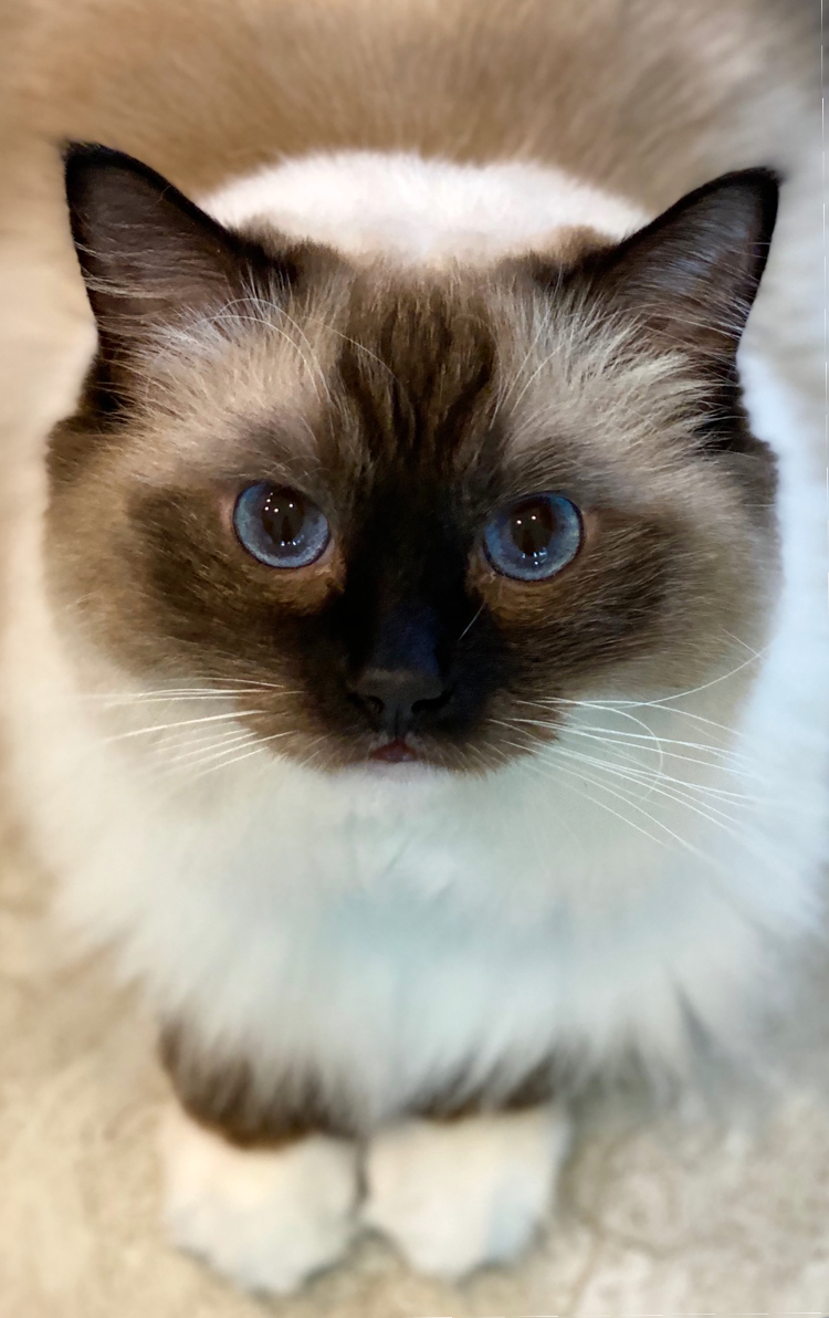 Close-up of a Siamese cat with blue eyes, dark face mask, and cream-colored fur, looking directly at the camera.