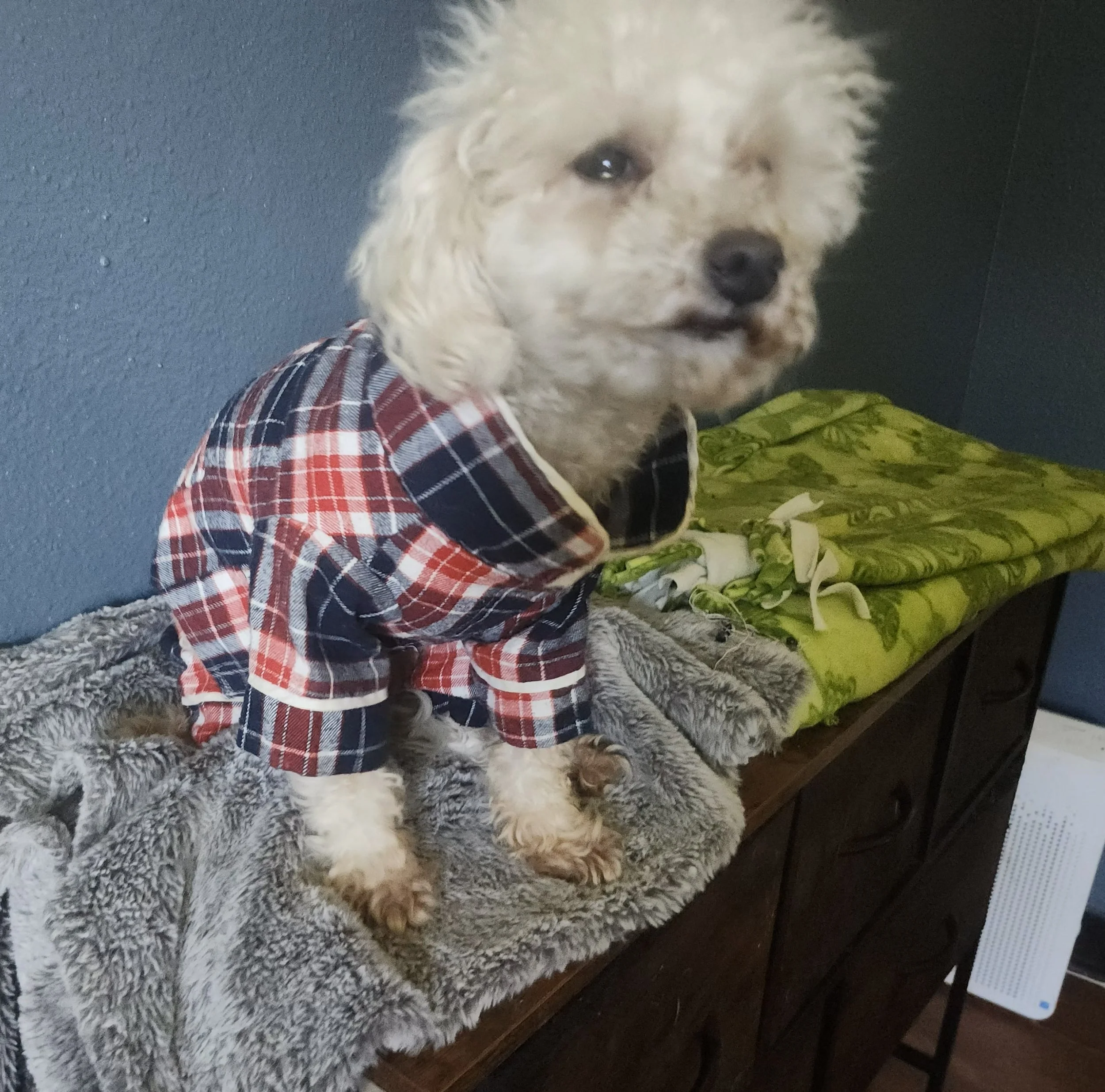 A small, curly-haired dog wearing a red, white, and blue plaid shirt sitting on a fluffy gray blanket on a wooden dresser, with a green blanket in the background.