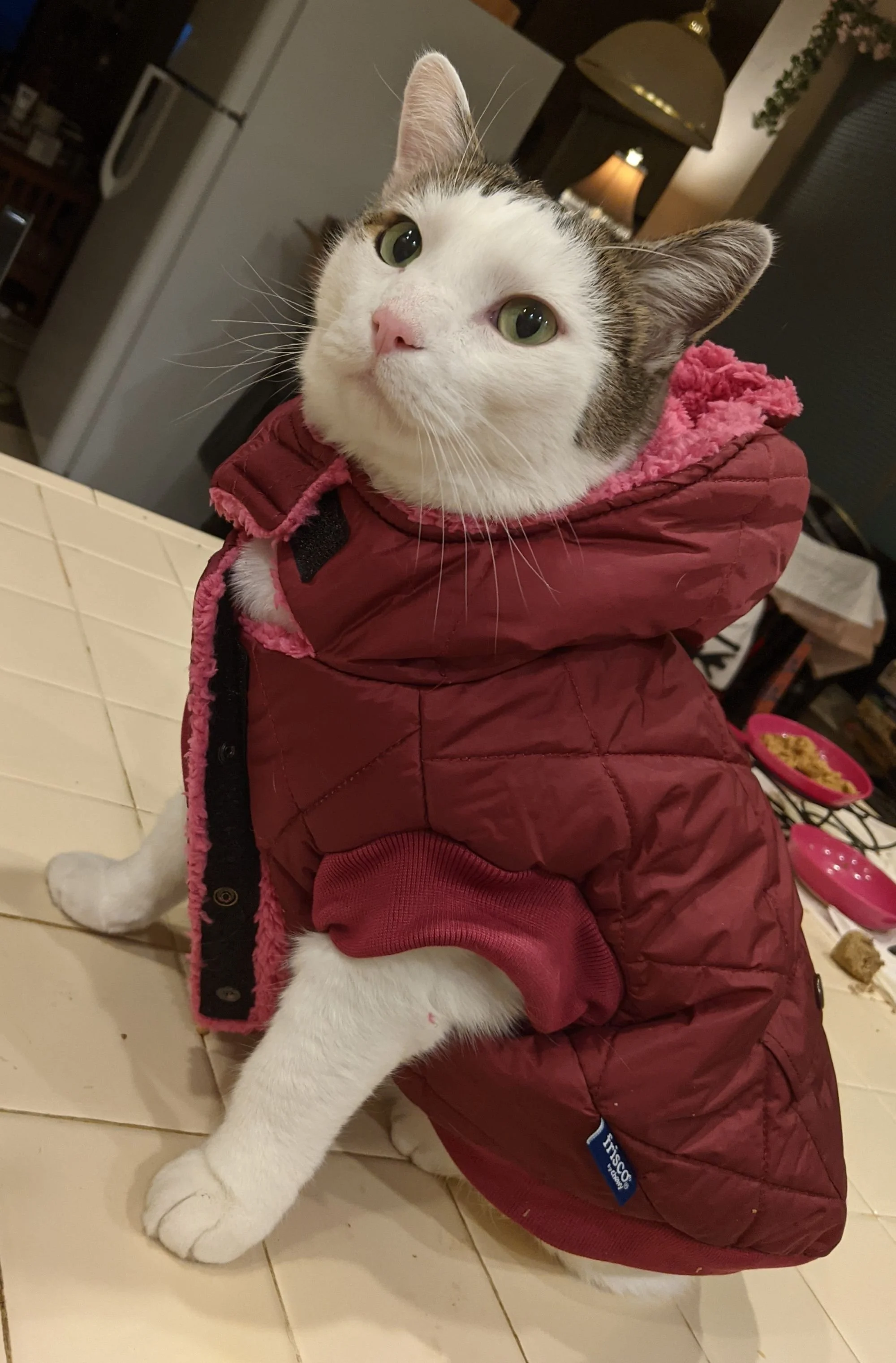 A white and gray cat wearing a red winter jacket with pink lining, sitting on a tiled surface in a kitchen.