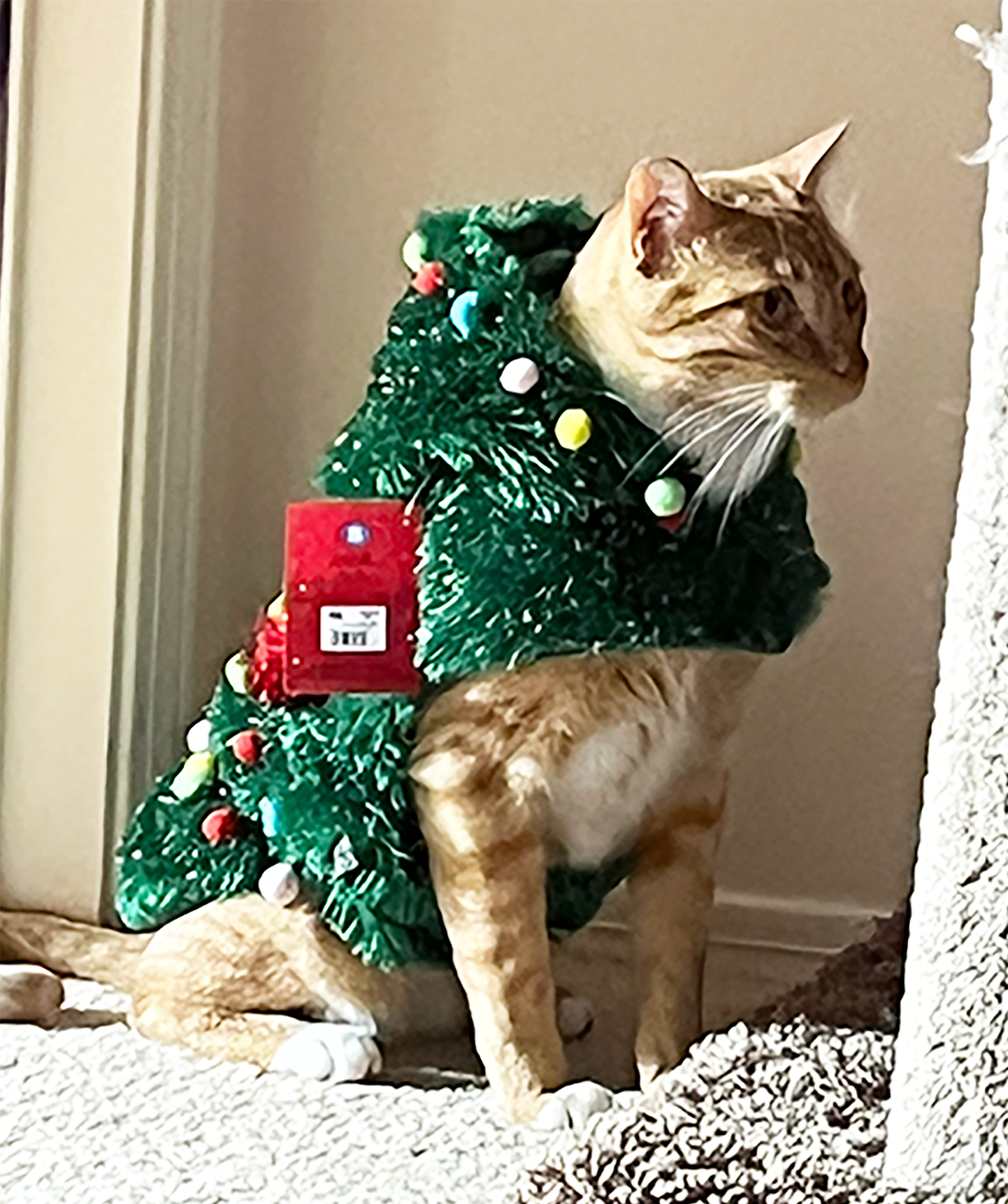 Cat dressed as a Christmas tree with decorations and a red gift box, sitting on a sofa.