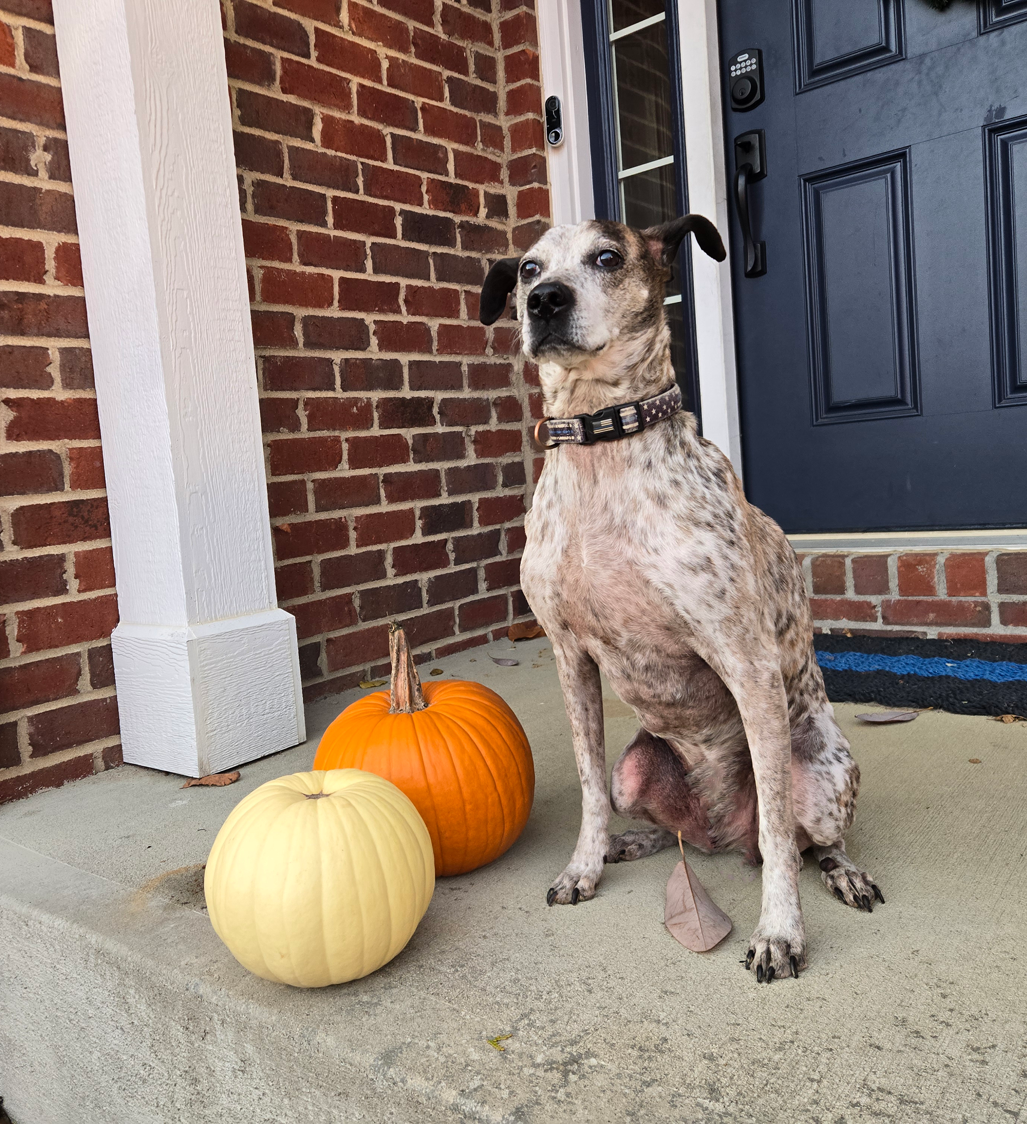 A dog sitting on a porch next to two pumpkins, one orange and one cream-colored, in front of a brick wall and a dark blue door.