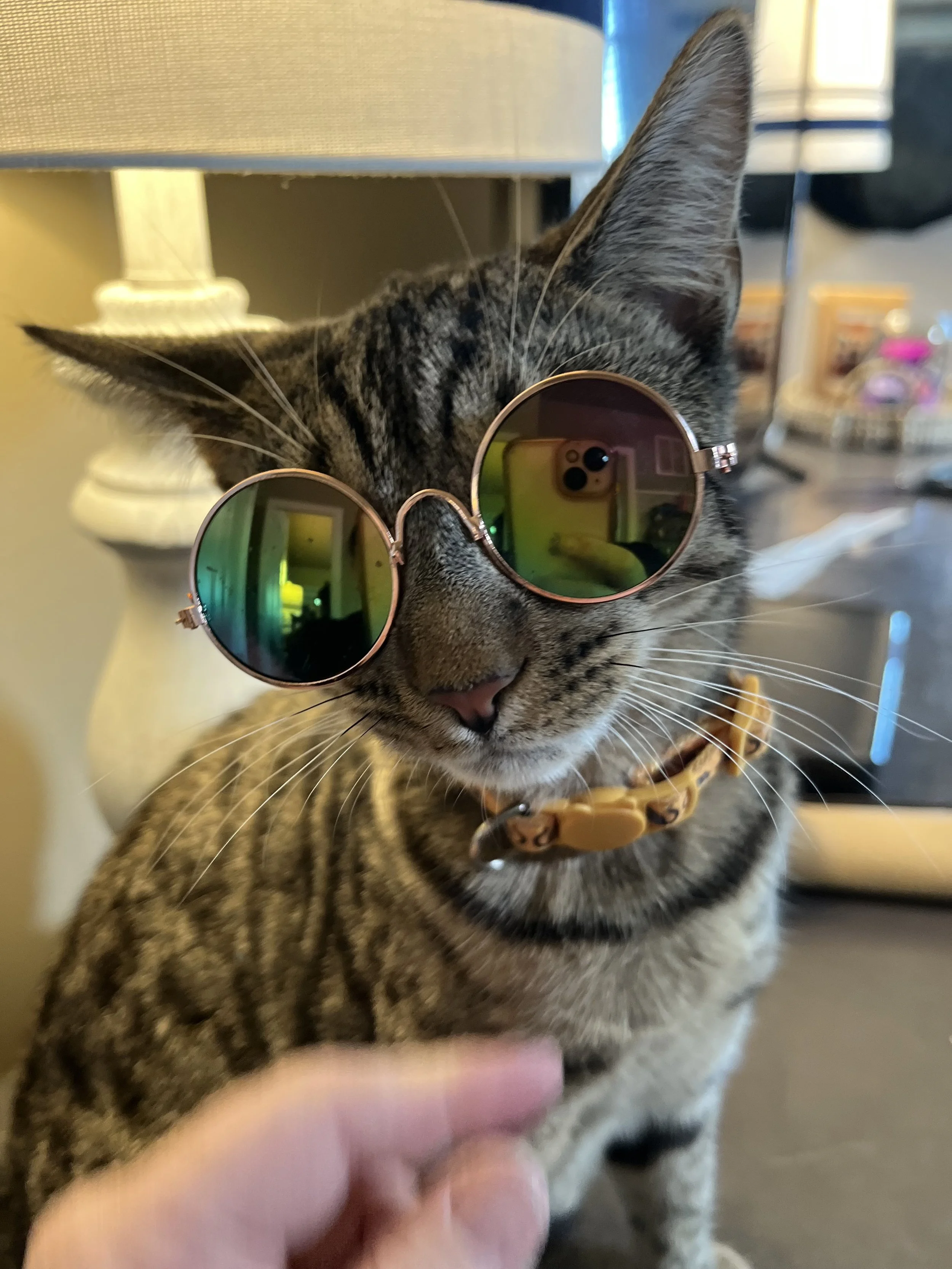 A tabby cat wearing round sunglasses with reflective green lenses, being gently touched on the chin by a person's finger.