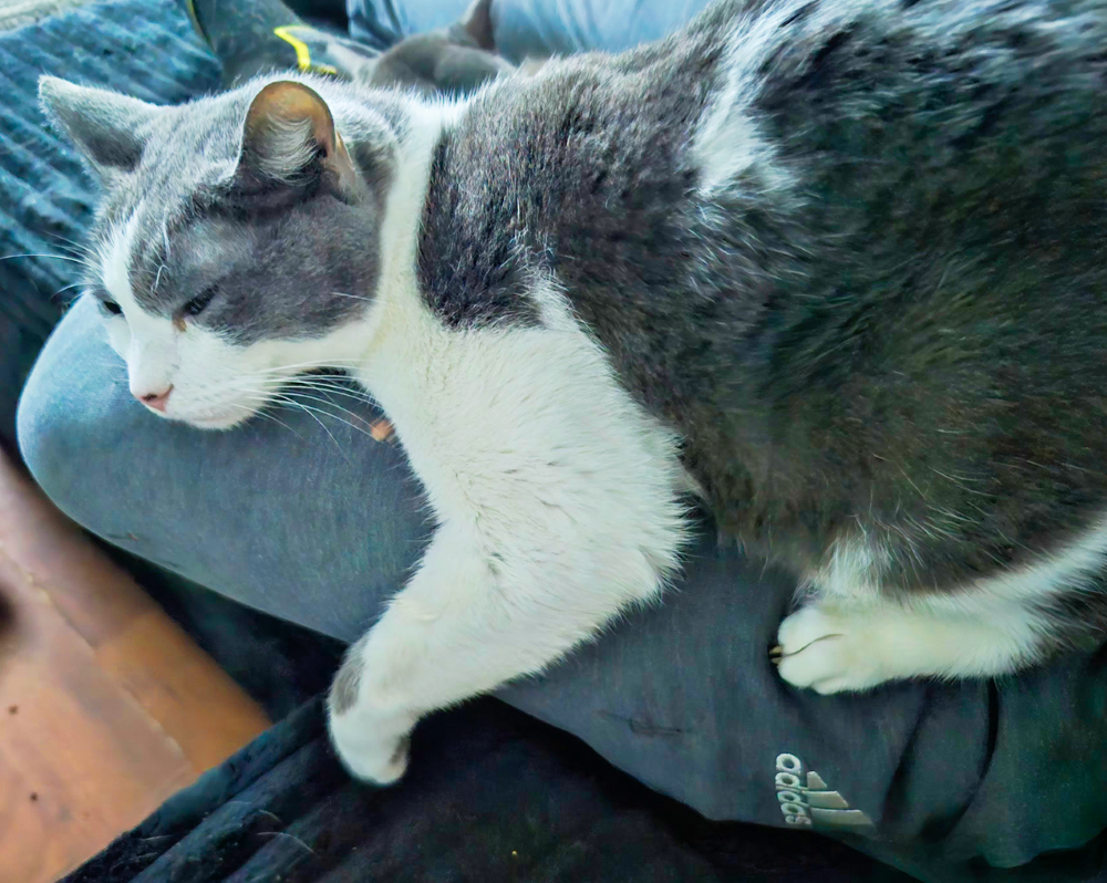 Gray and white cat lying on a person's lap, resting peacefully.