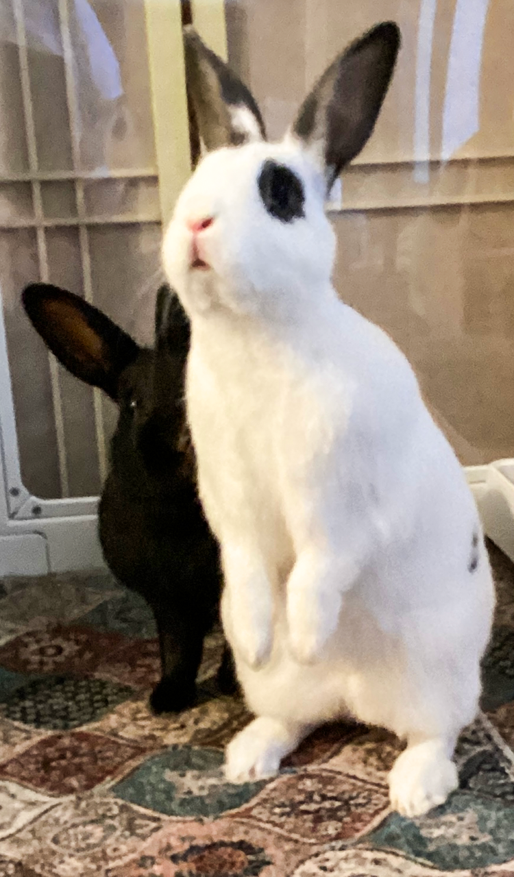 Two rabbits, one white with black markings and one solid black, inside a cage with a patterned carpet underneath.