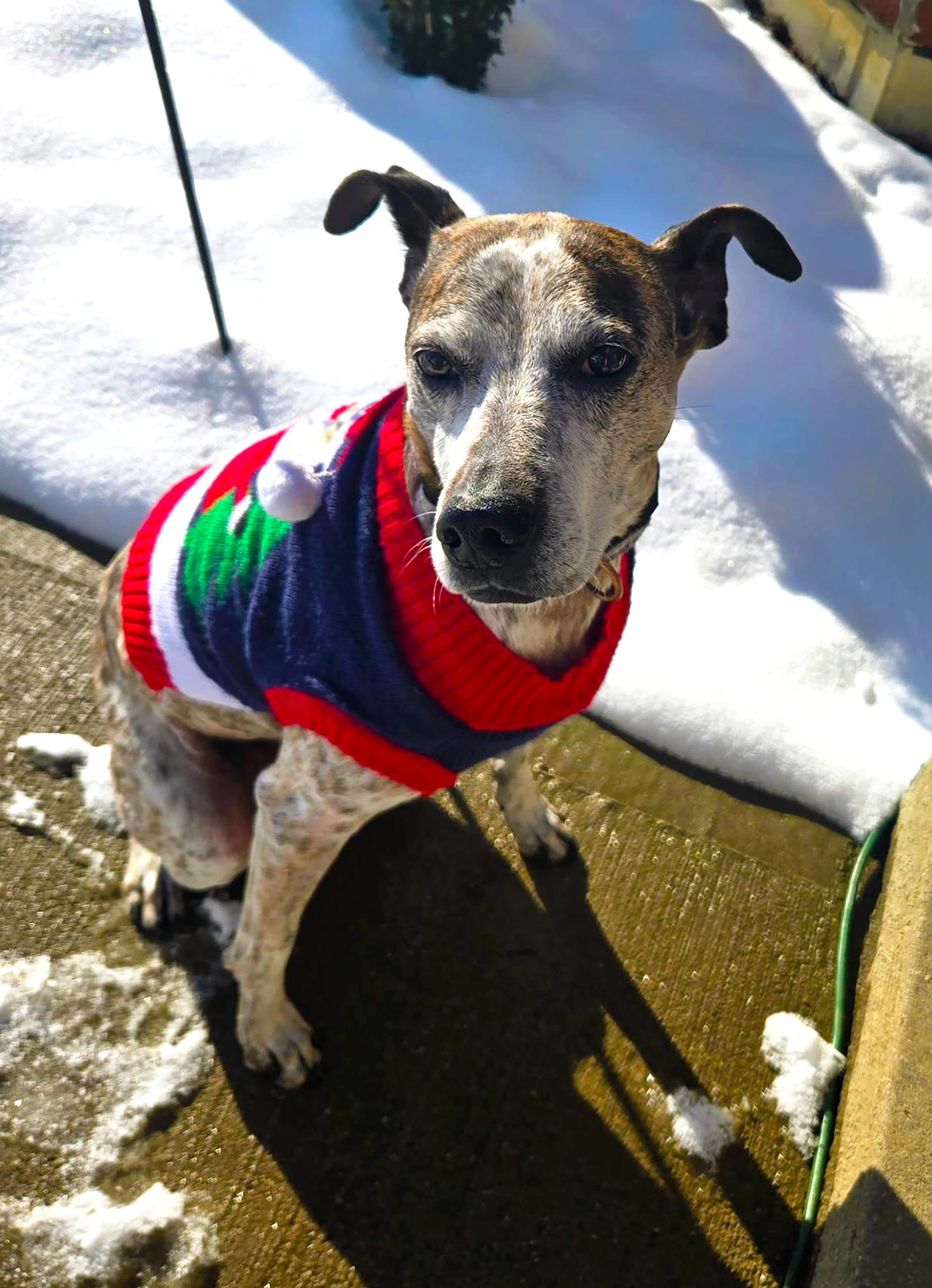 A dog with a brindle coat wearing a festive Christmas sweater sitting on a snowy sidewalk in sunlight.