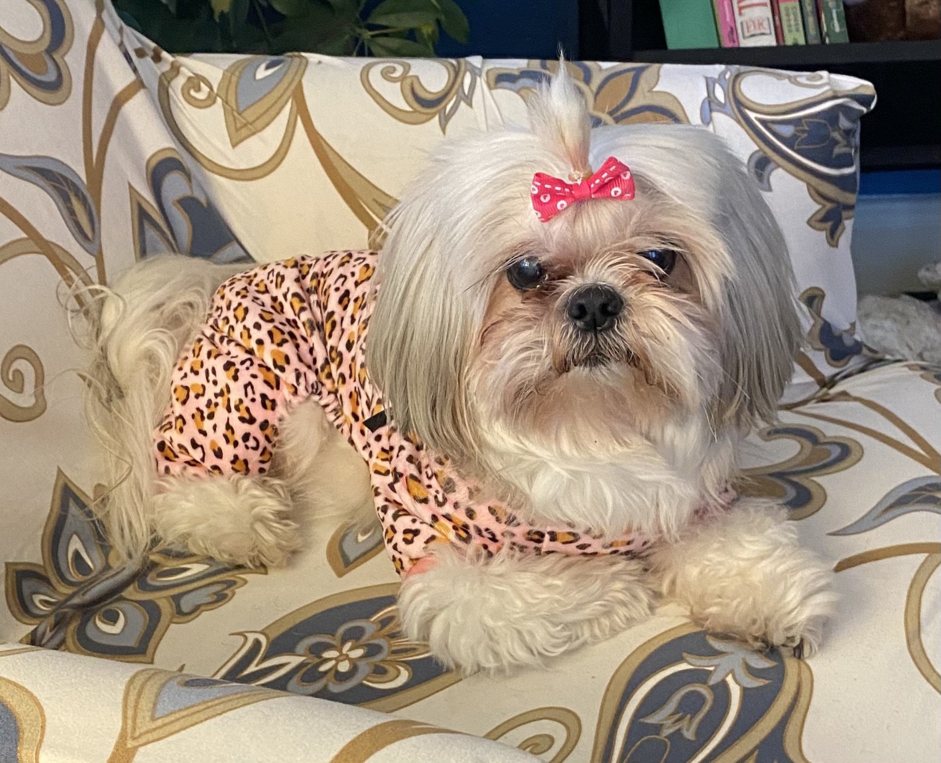 A small dog with light-colored fur and droopy ears sitting on a patterned sofa. The dog is wearing a pink leopard print outfit and a pink bow on its head. The background includes a bookshelf with books.