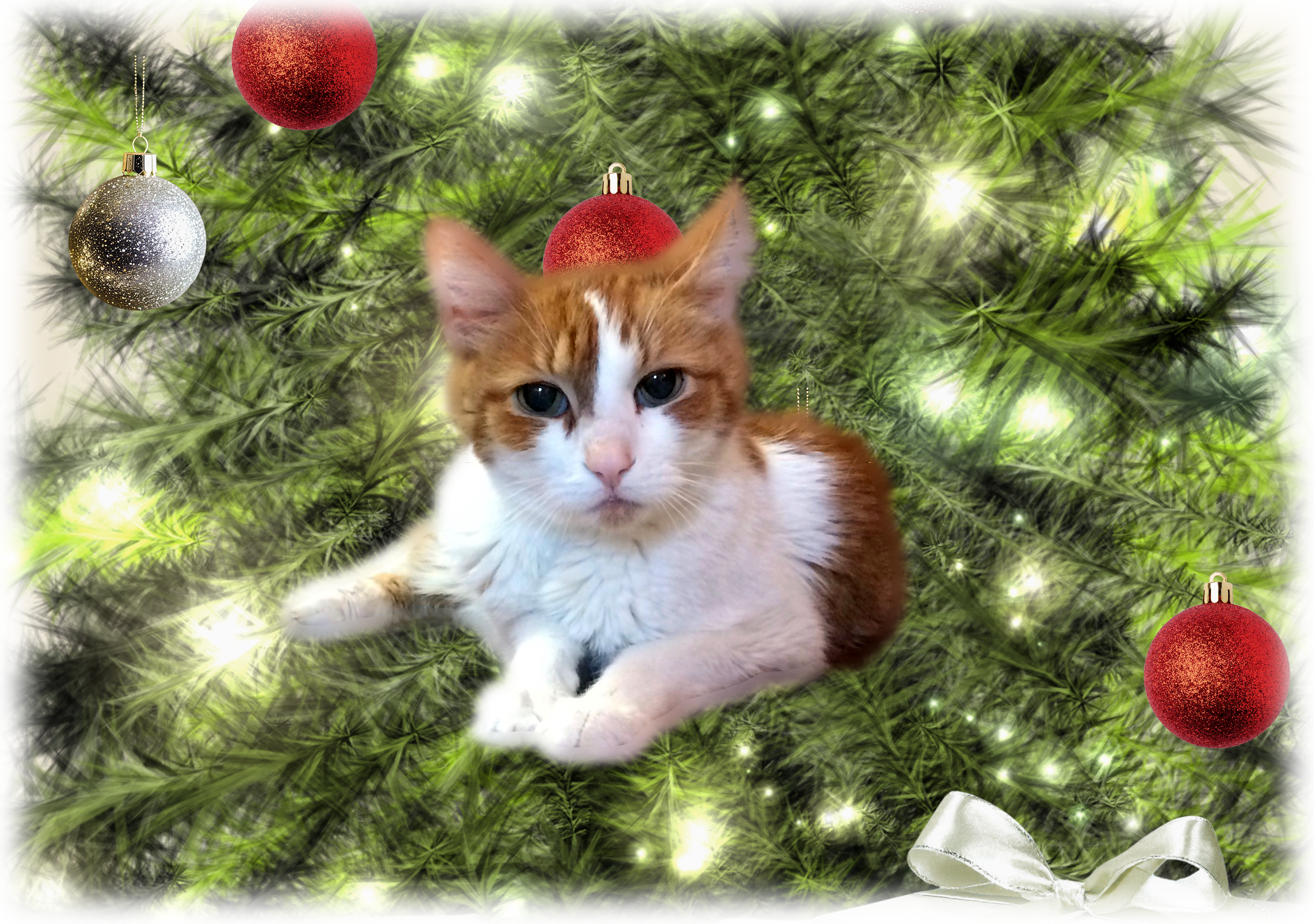 A ginger and white kitten lying on a decorated Christmas tree with red and silver ornaments, lights, and a white ribbon at the bottom.