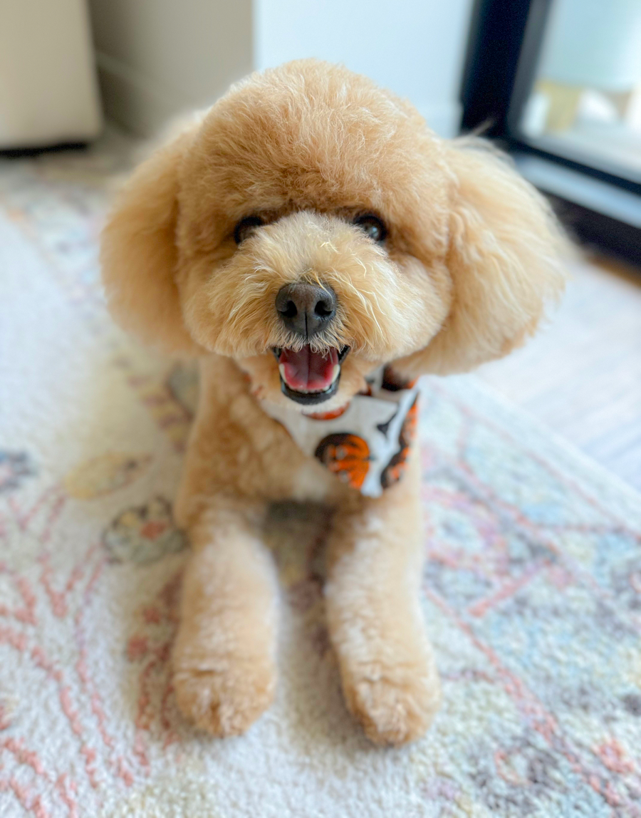 A small, fluffy, apricot-colored dog sitting on a patterned rug near a glass door, wearing a Halloween-themed bandana, with a happy expression and tongue slightly out.