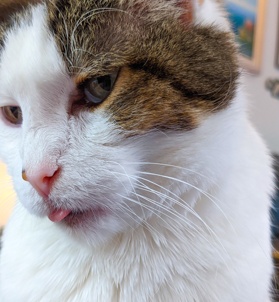 Close-up of a white and brown tabby cat with one eye visible, pink nose, and a small part of its tongue showing, in front of blurry background.