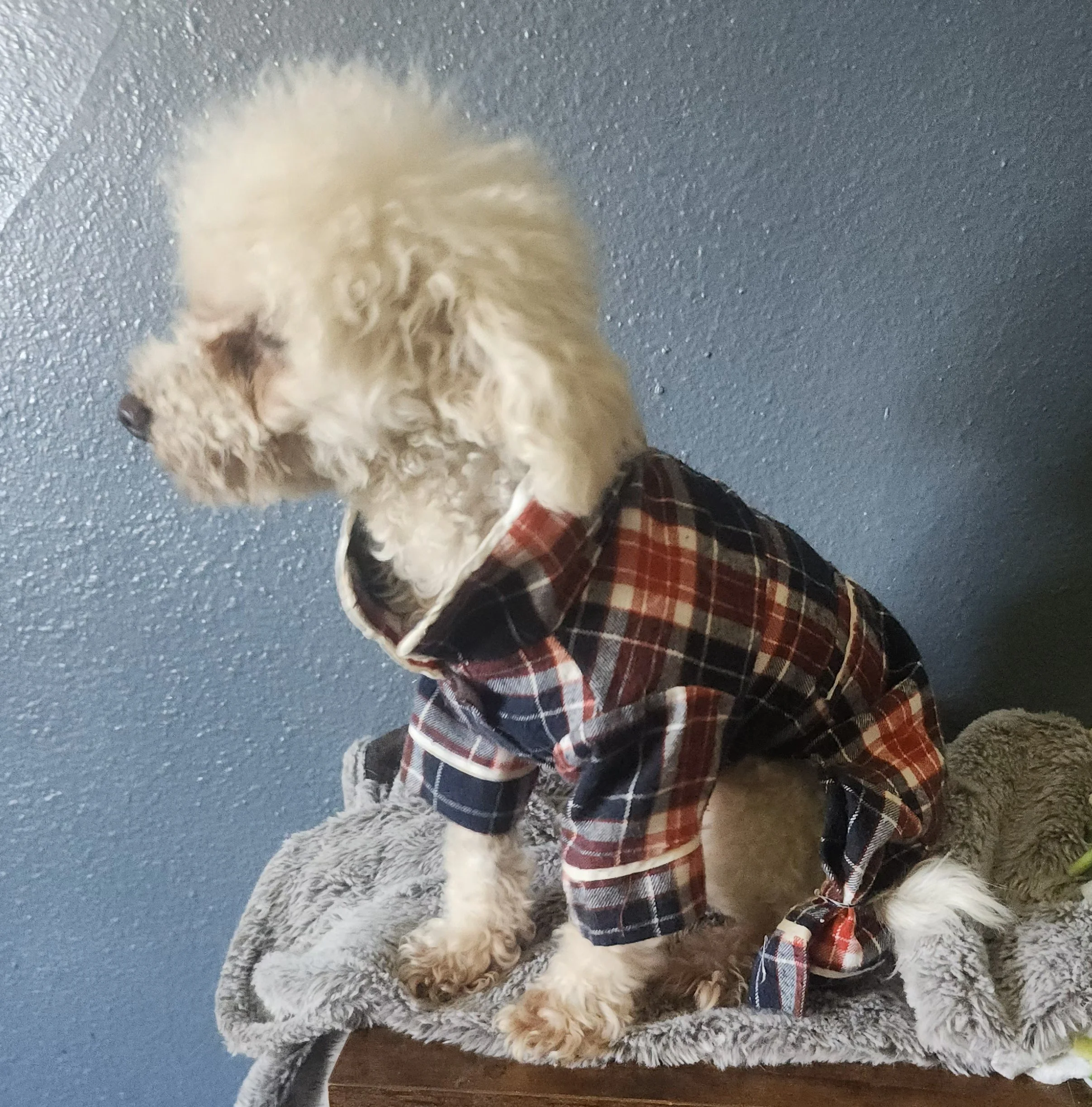 A fluffy light-colored dog wearing a red, black, and white plaid jacket, sitting on a soft gray blanket.