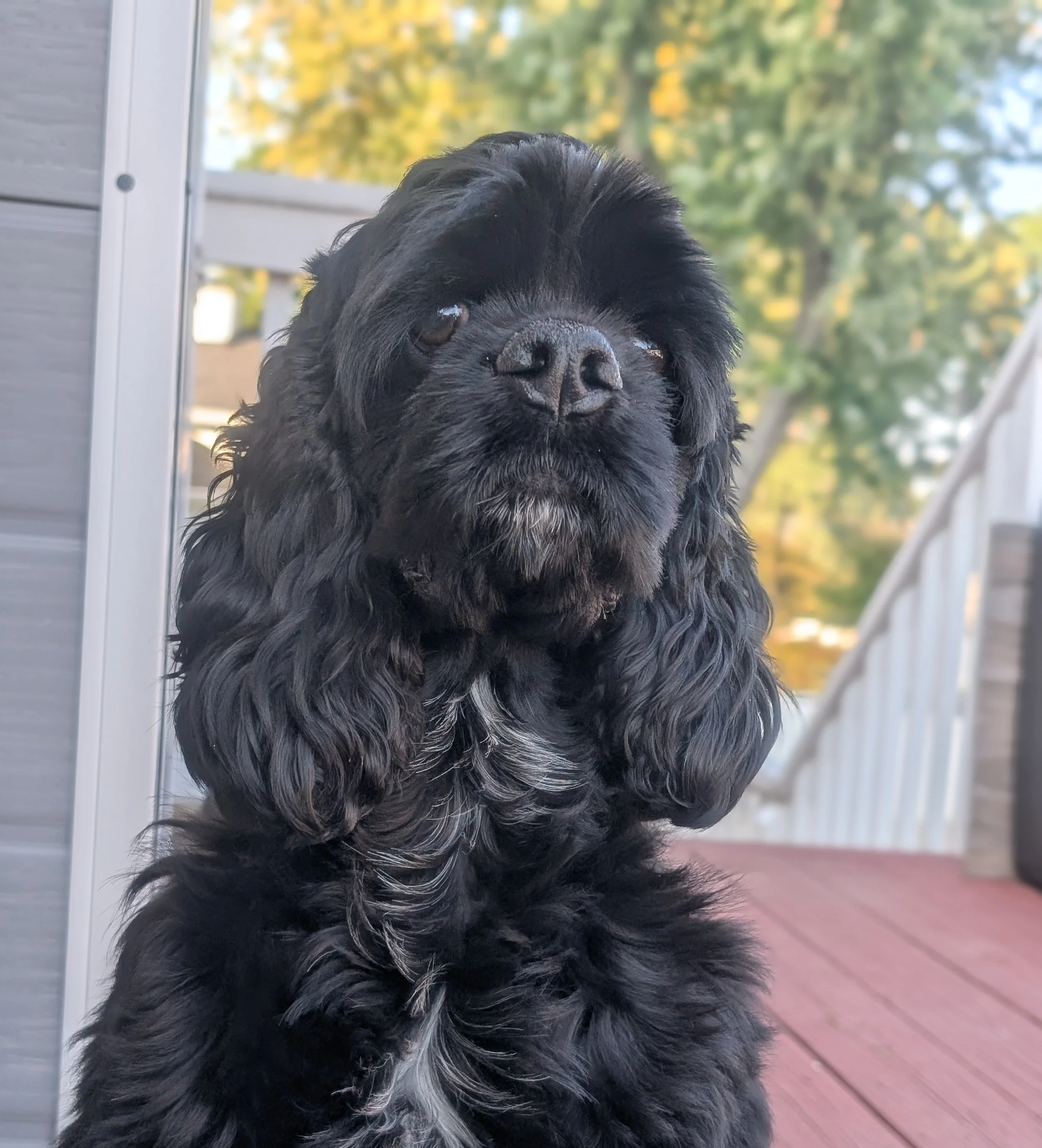 Close-up of a black Cocker Spaniel puppy with long, wavy ears sitting outside on a wooden deck, with trees in the background.
