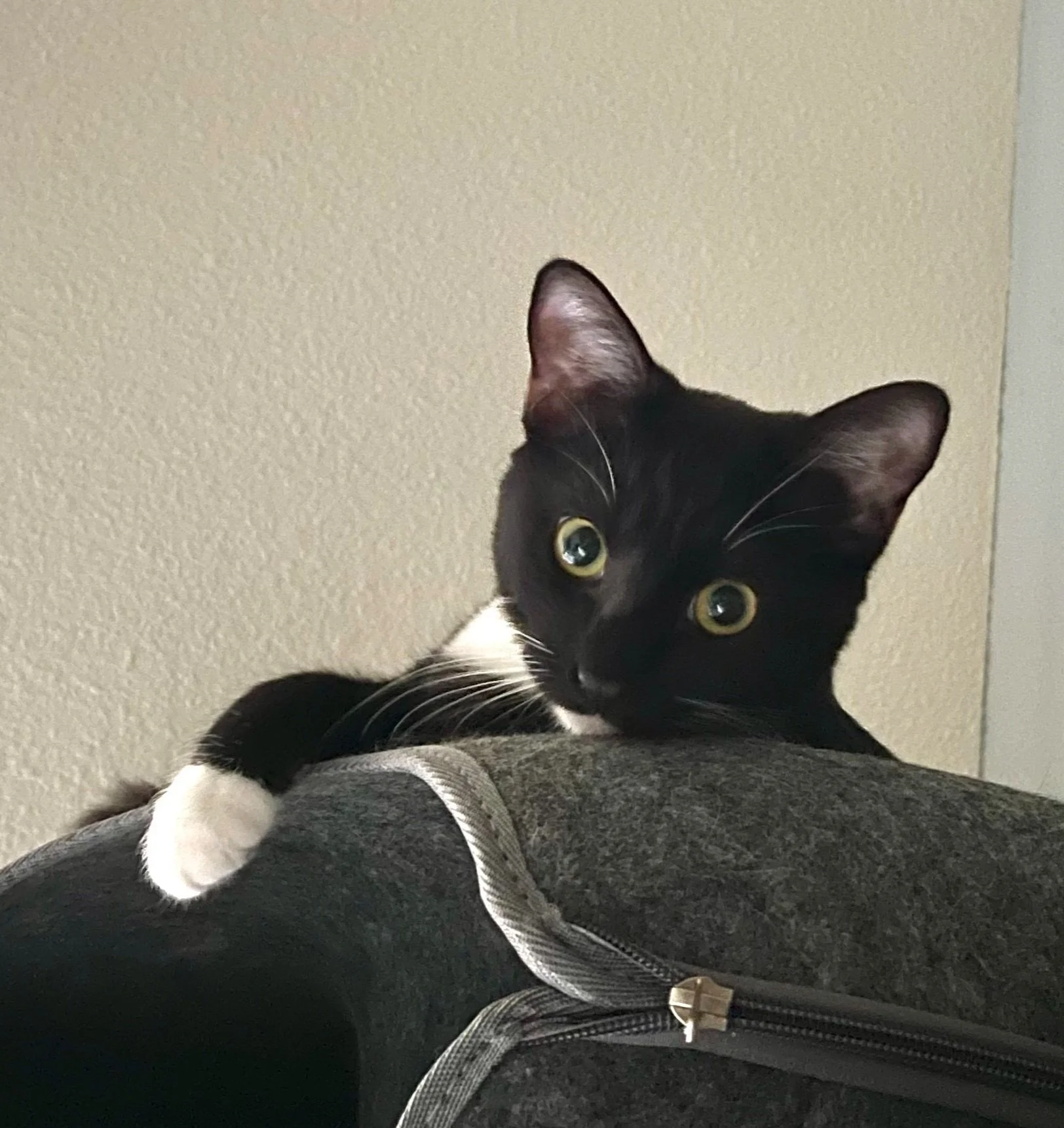 Black and white cat lying on a piece of furniture with a gray textured surface, looking at the camera with wide green eyes.