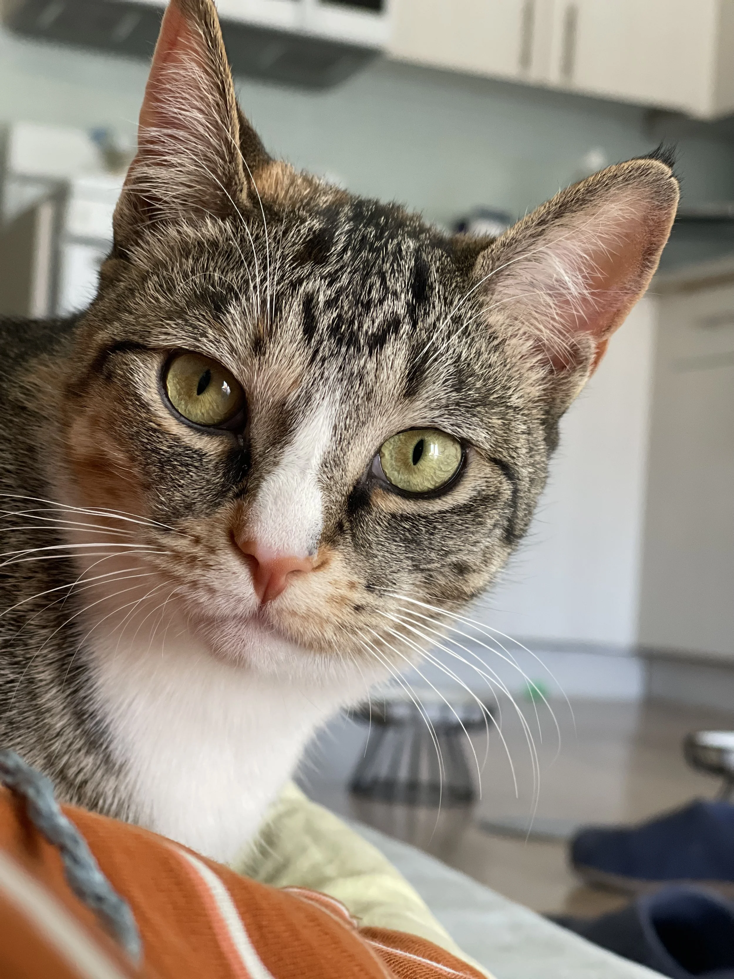 Close-up of a tabby cat with green eyes looking at the camera in a cozy indoor setting.