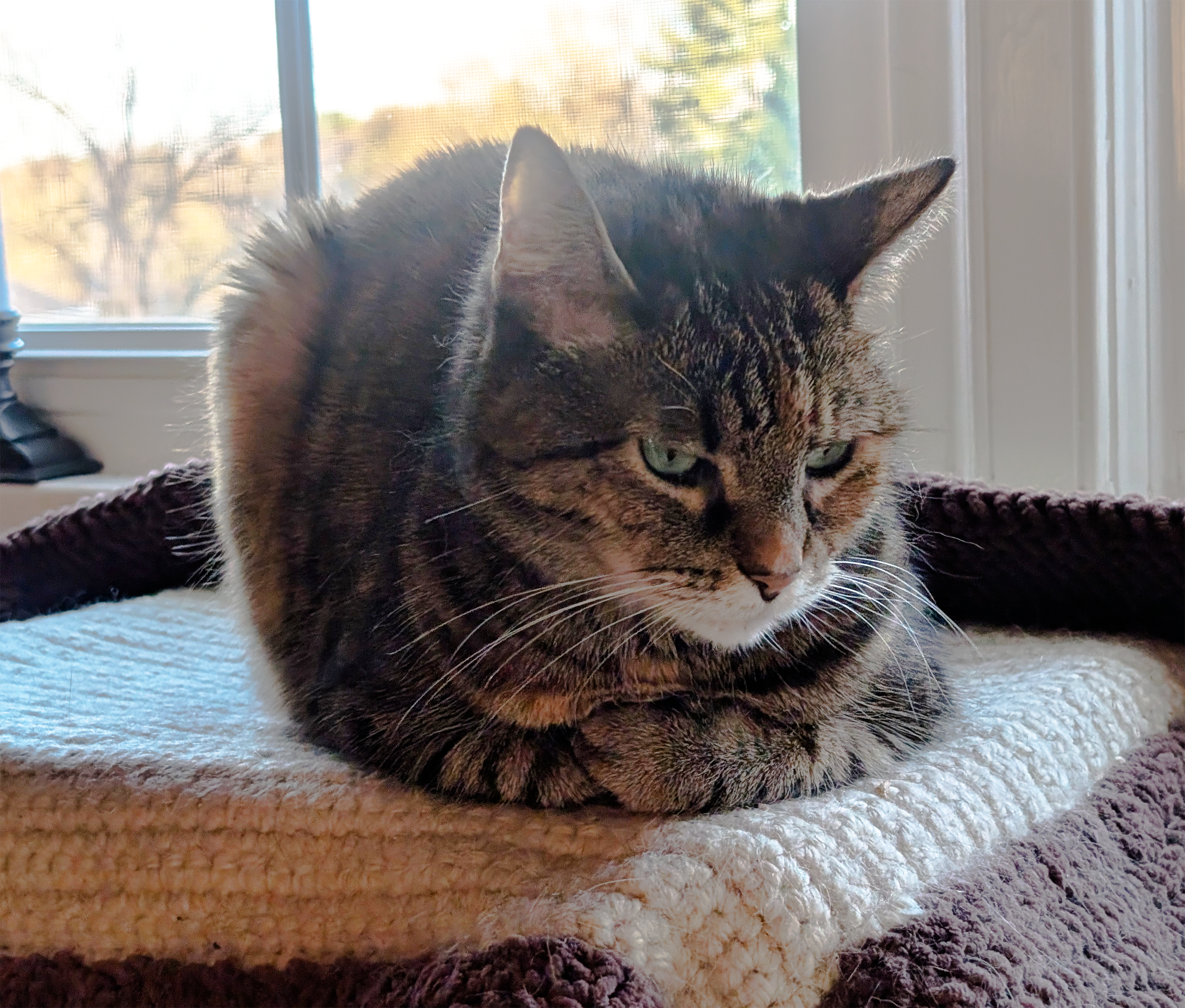 A tabby cat with green eyes resting on a plush bed near a window.