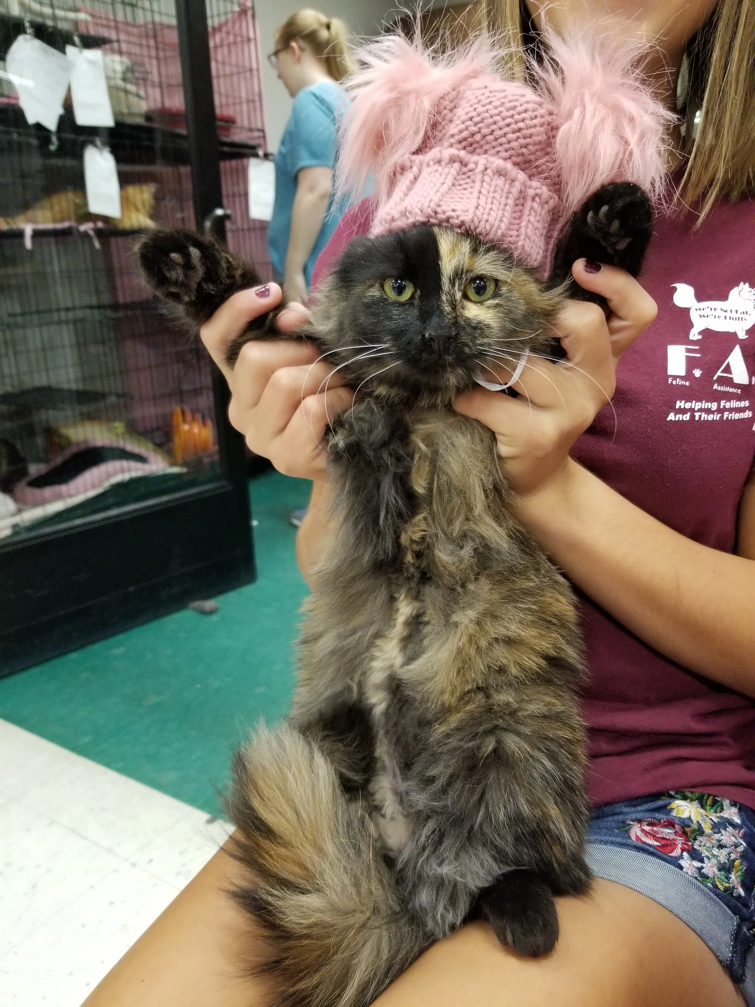 A woman holding a fluffy, long-haired tortoiseshell kitten wearing a pink knitted hat with a pom-pom, in an animal shelter with cages in the background.