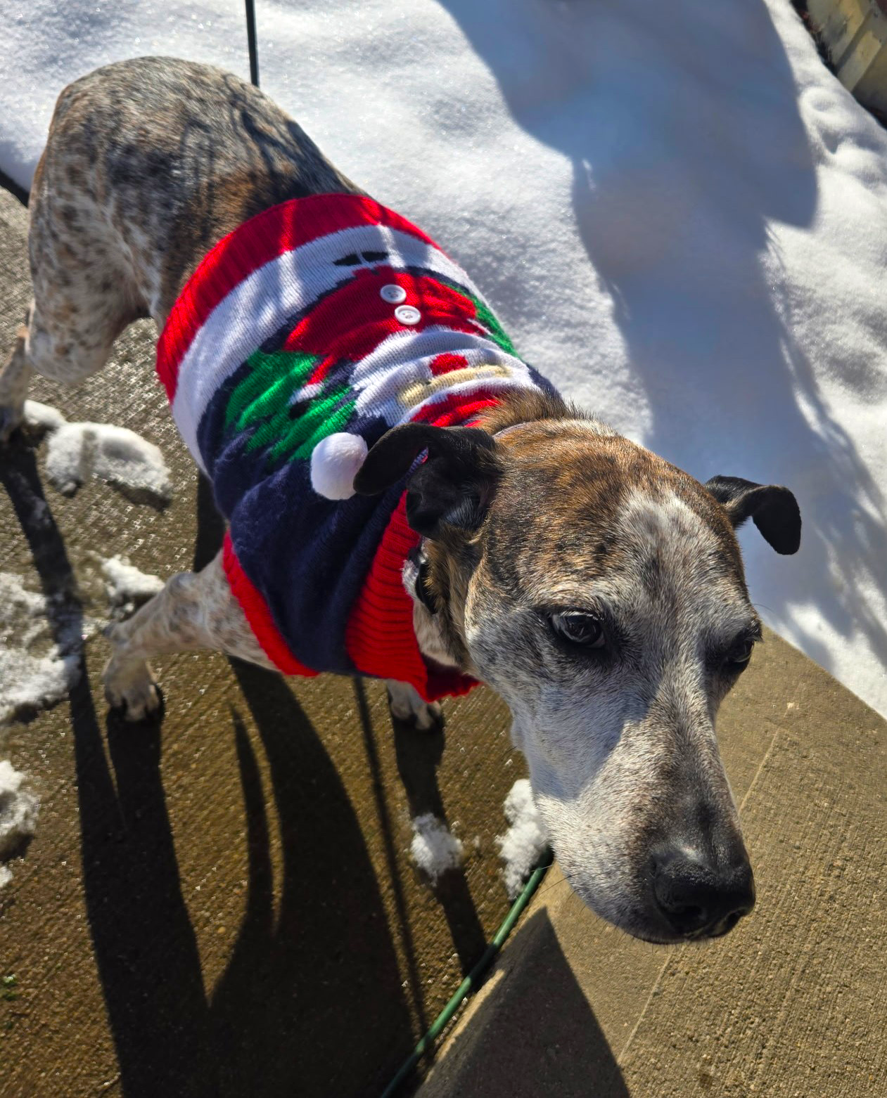 Dog wearing a Christmas sweater with a Santa Claus design and a Santa hat, standing on a snowy porch.