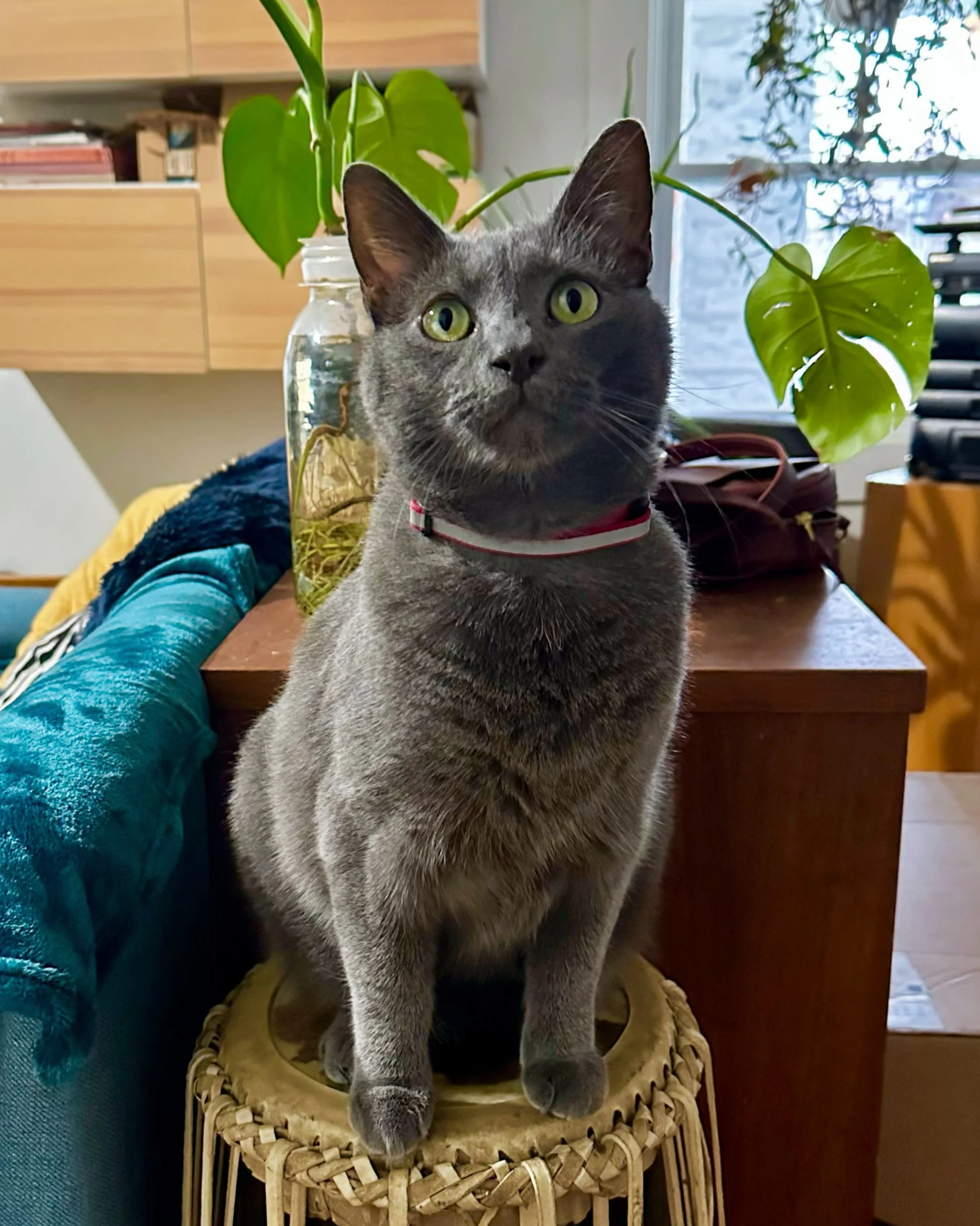 A gray cat with green eyes sitting on a wicker stool indoors, with houseplants and furniture in the background.