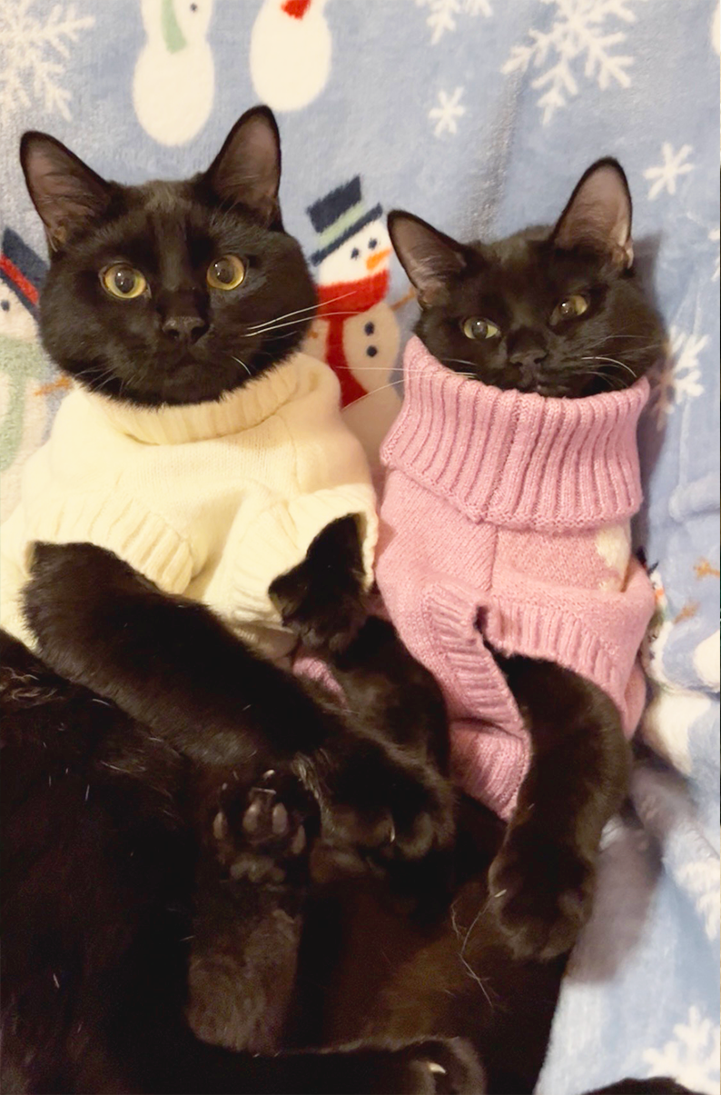 Two black cats wearing colorful knitted sweaters, one cream and one pink, sitting against a festive winter background with snowmen and snowflakes.