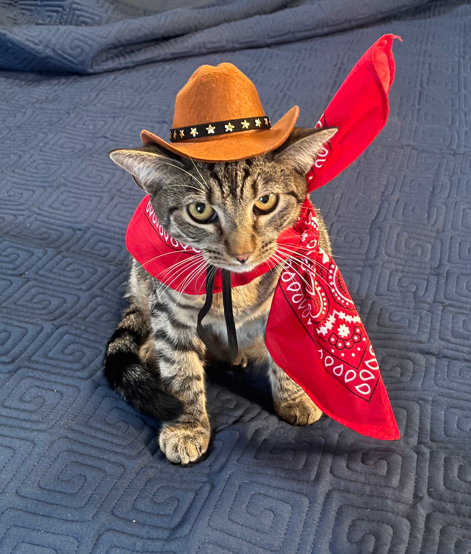 A tabby cat dressed in cowboy gear, wearing a brown cowboy hat with a starband, a red bandana around its neck, and an orange cowboy hat on its head, sitting on a blue textured blanket.