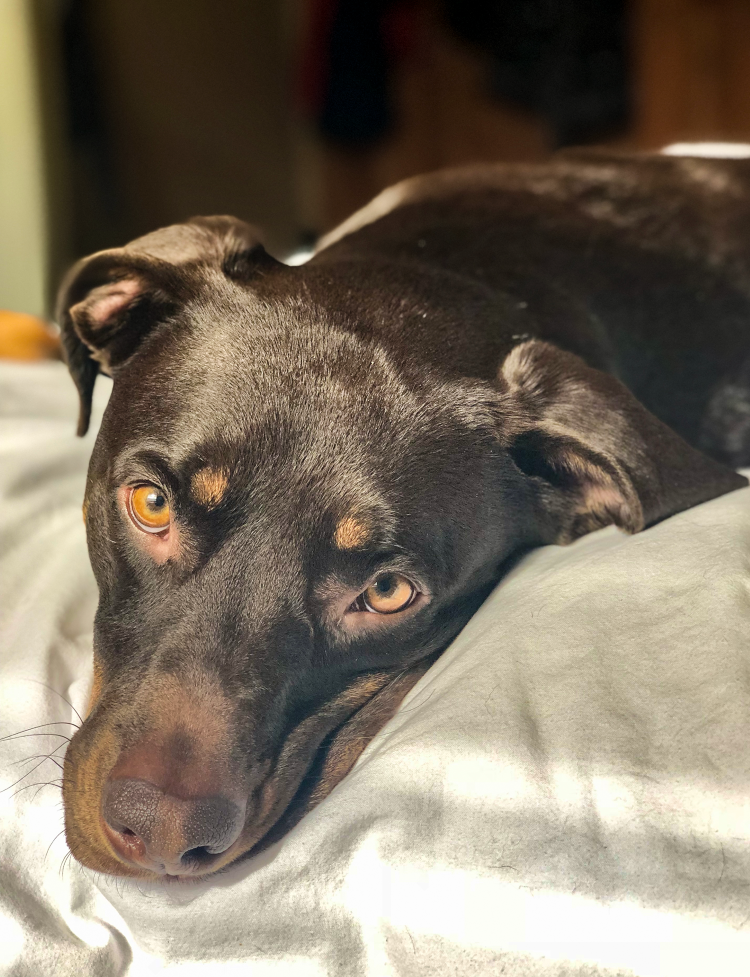 Close-up of a brown and black dog lying down with its head resting on a gray blanket, looking at the camera.