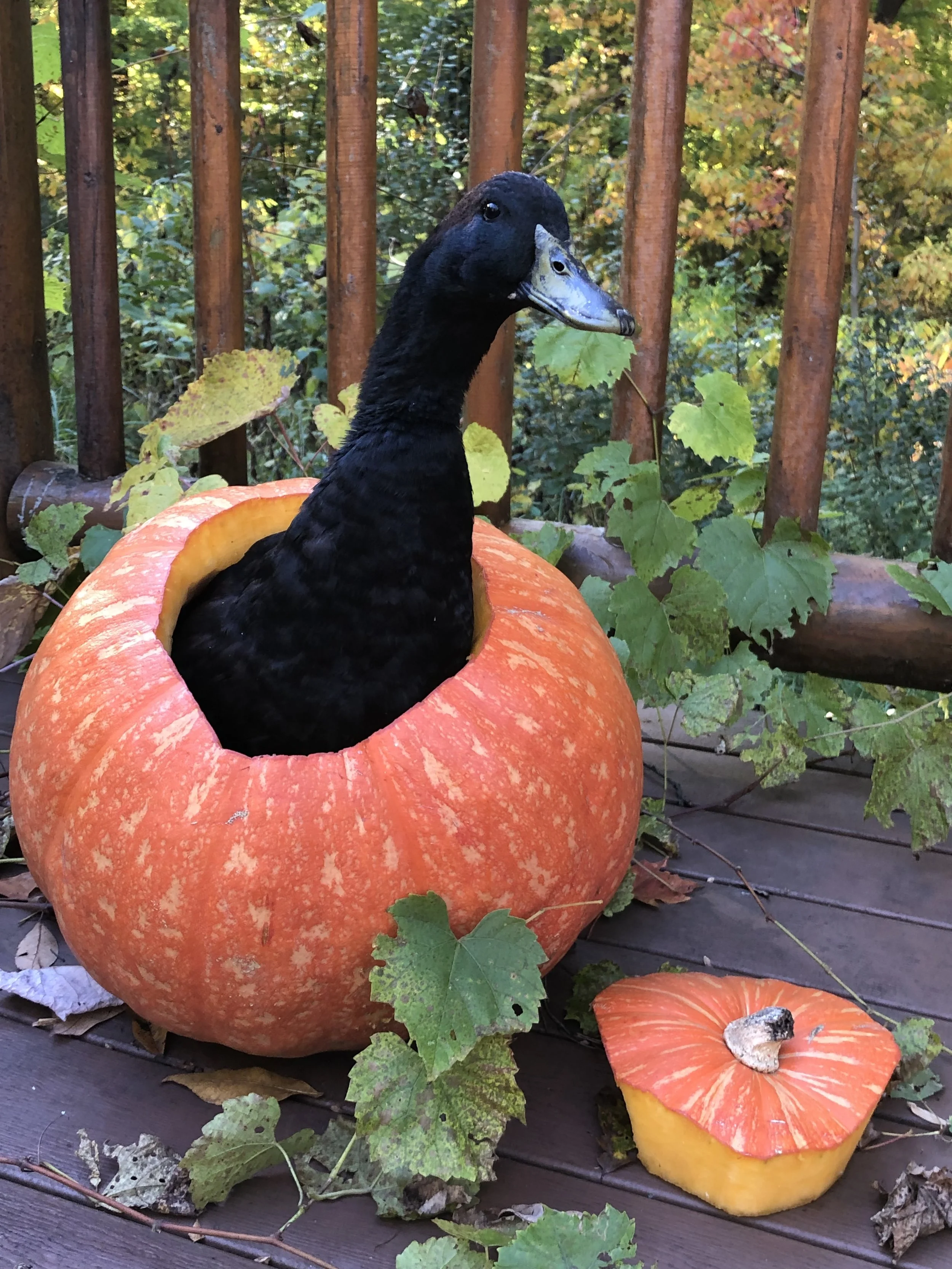 A duck with a black body and a blue bill sitting inside a carved pumpkin on a wooden deck, with green leaves and vines around.