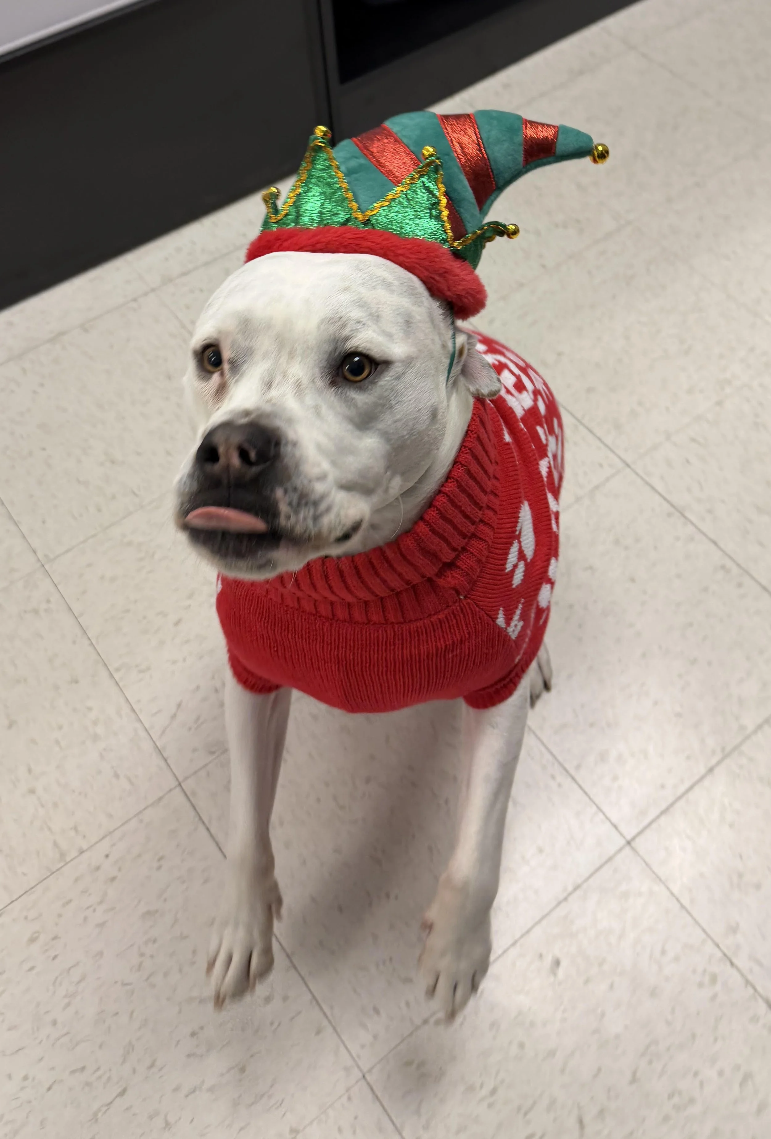 White dog wearing a red sweater with a holiday pattern and a Christmas elf hat, standing on a light-colored tiled floor.