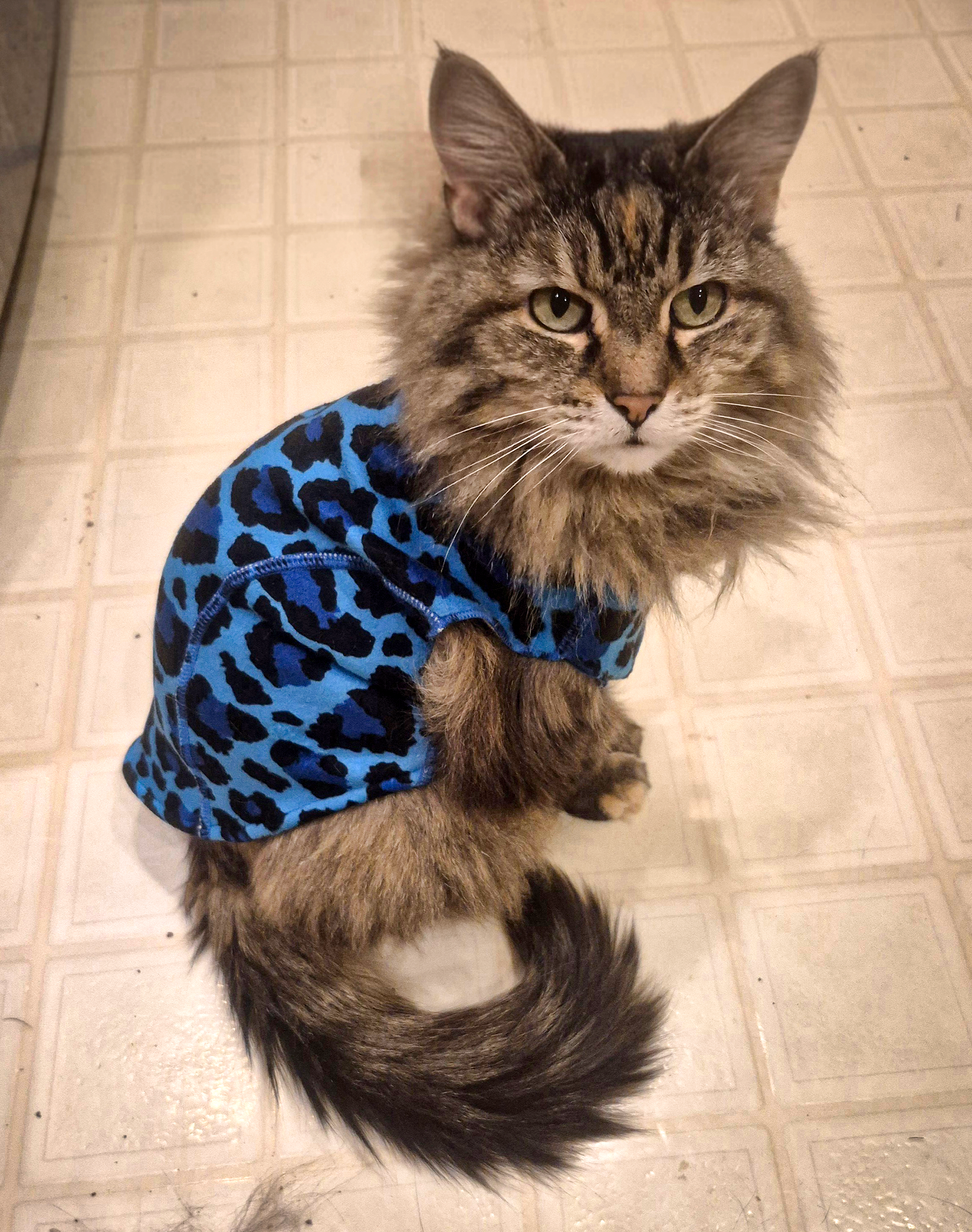 A fluffy tabby cat wearing a blue leopard print sweater, sitting on a tiled floor, looking at the camera.