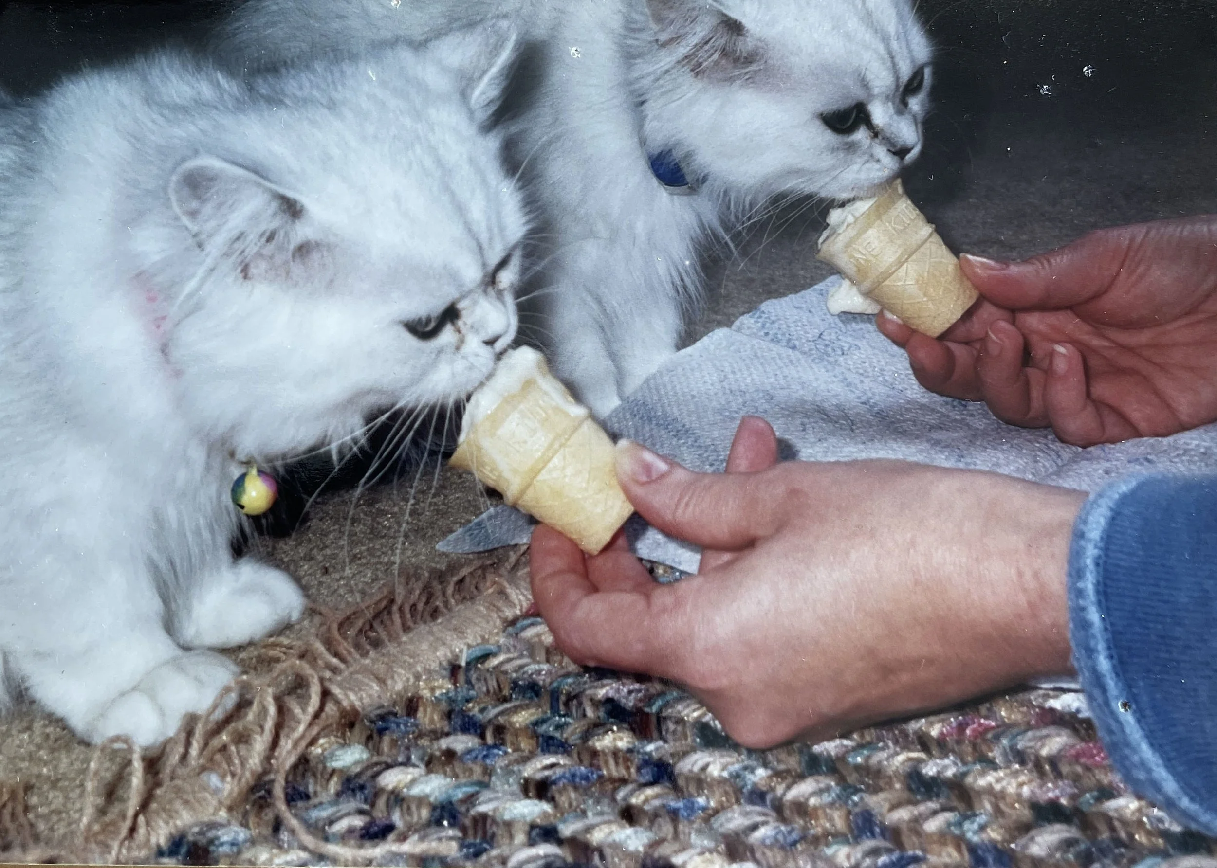 Simon and Sabrina were brother and sister white Persians with big green eyes. They traveled all over with me, including living for a few years in Antwerp Belgium where they served as Diplomatic Kitties when I had a Foreign Service assignment. They ca