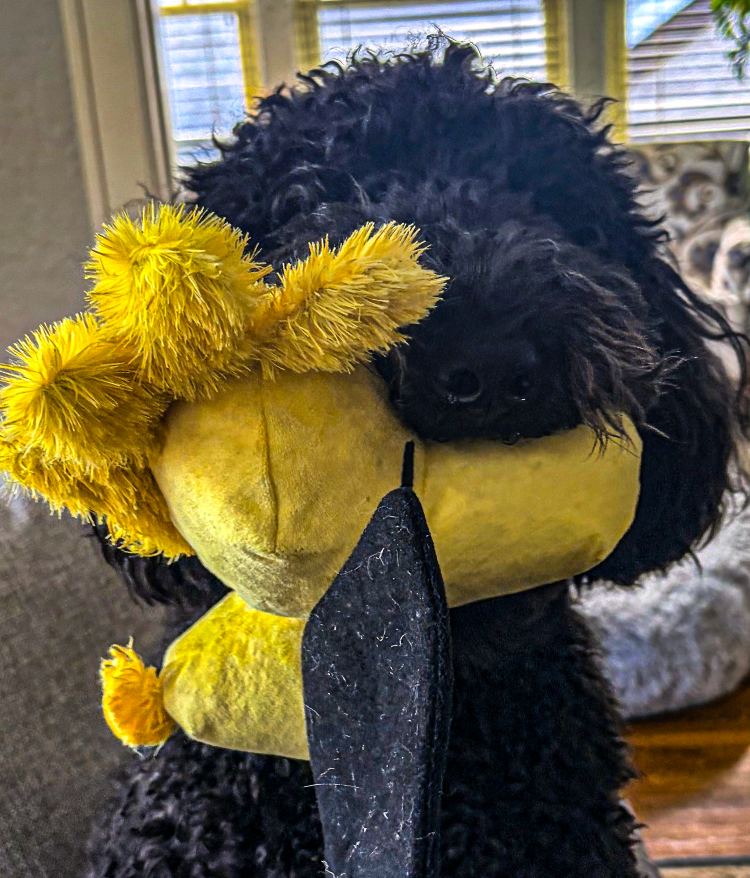 A black curly-haired dog holding a plush sunflower toy in its mouth, indoors near a window.