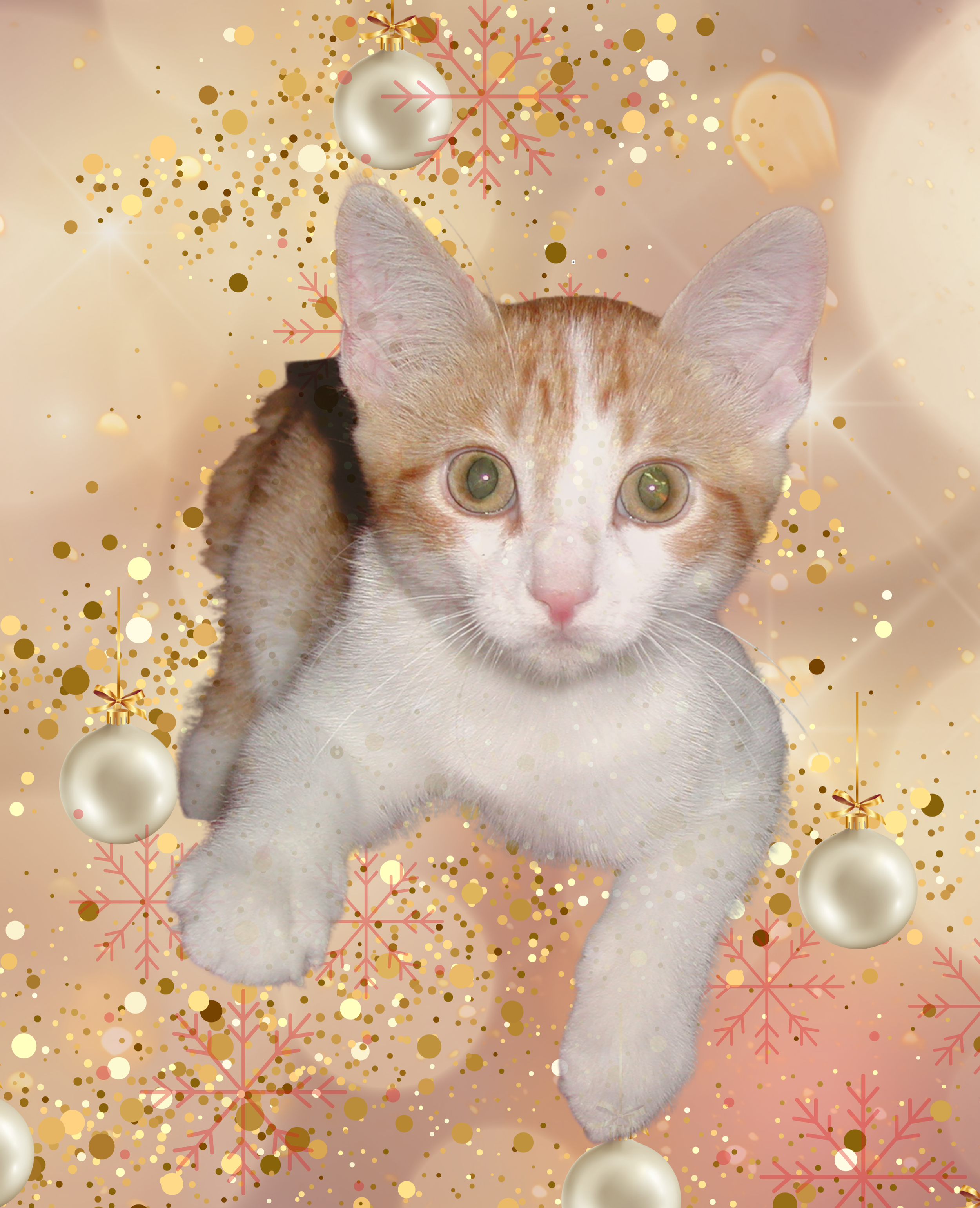 A cute kitten with orange and white fur surrounded by festive Christmas decorations including gold and white ornaments, snowflakes, and confetti.