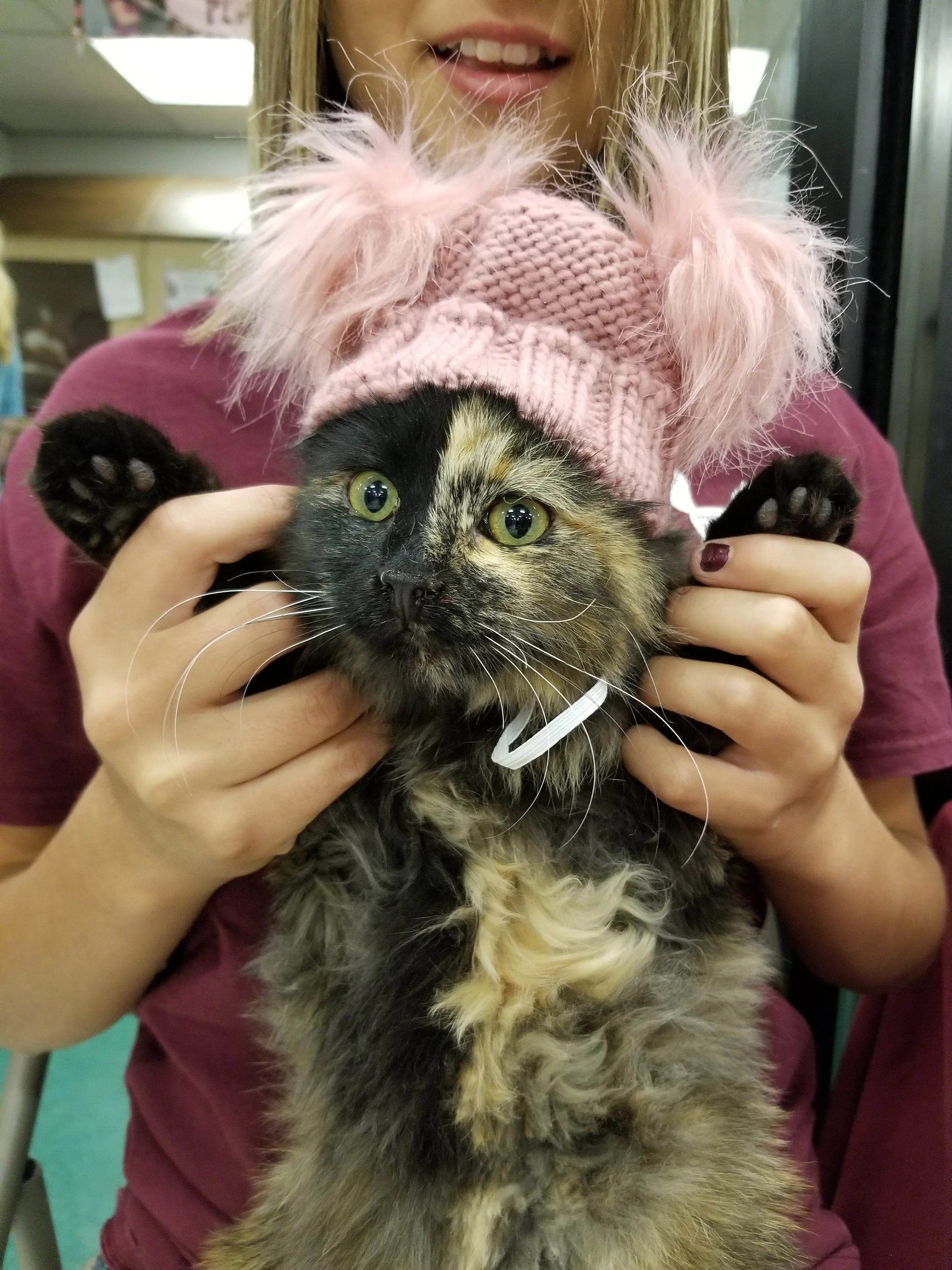 A woman holding a fluffy calico kitten wearing a pink knit hat with fluffy pink pom-poms, inside a room with blurred background.