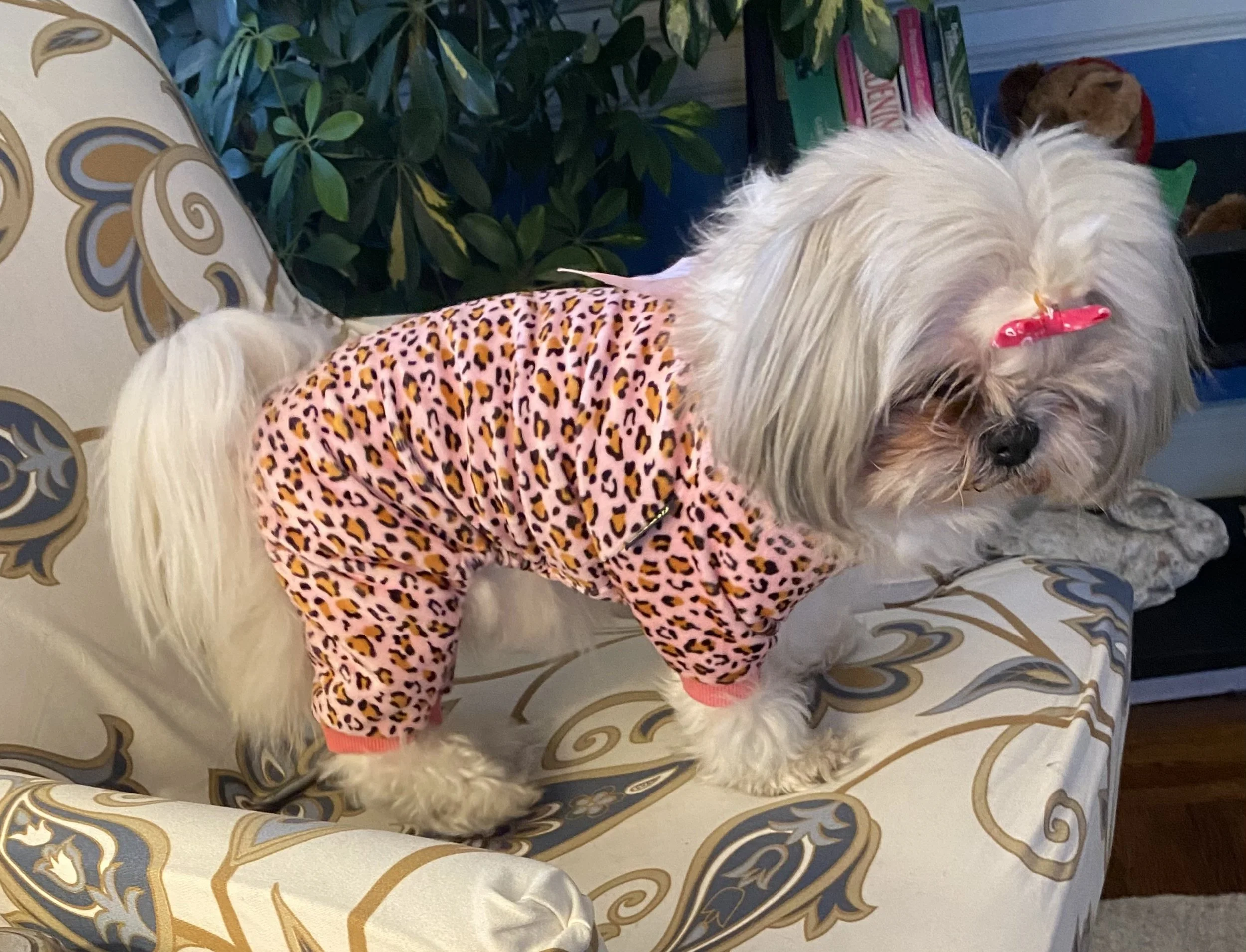 A small white dog with long hair and a pink bow on its head, wearing a pink leopard print outfit, standing on a patterned armchair.
