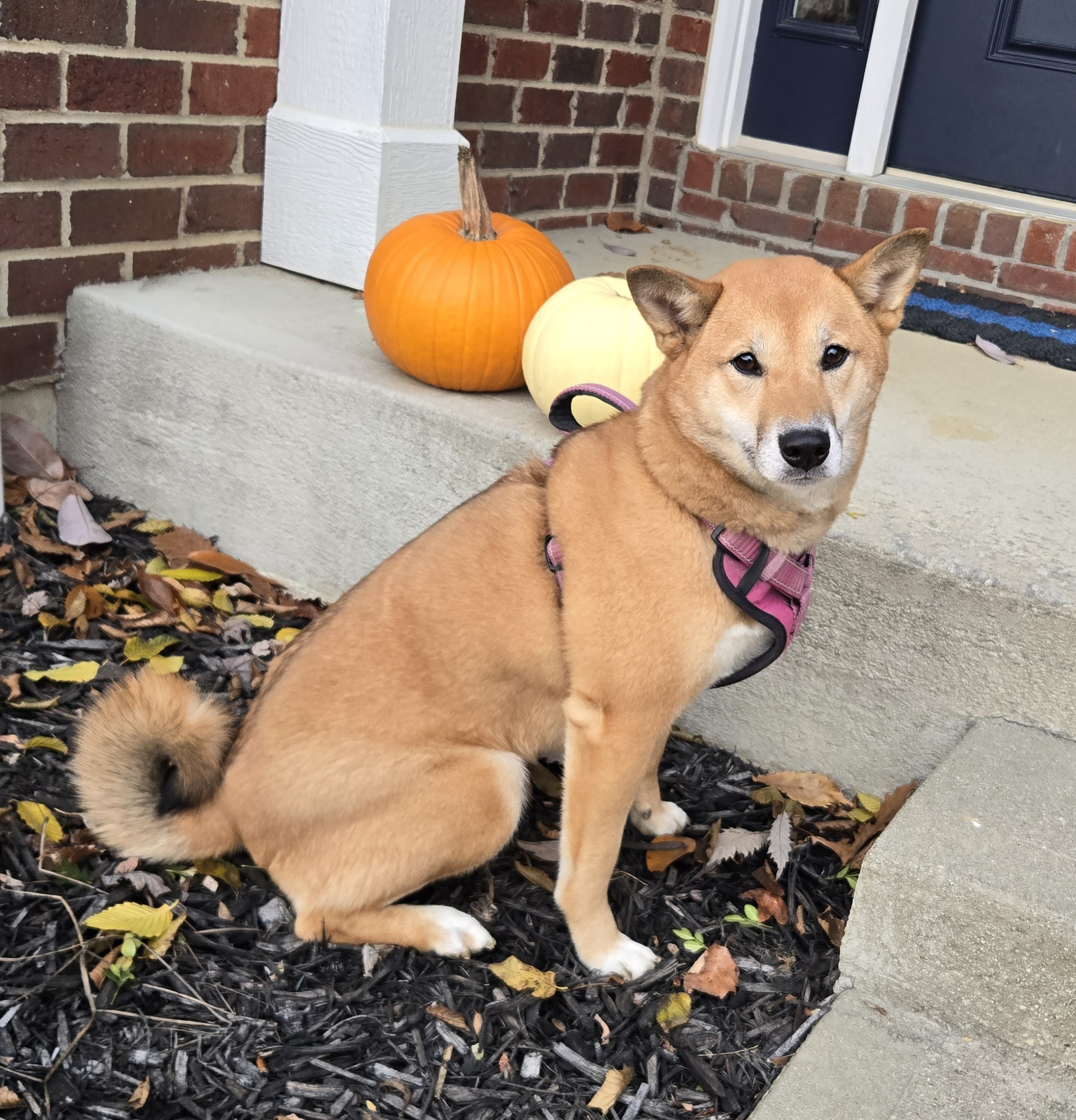 Cute tan dog with a pink harness sitting on mulch with fallen leaves in front of a brick house with pumpkins on the porch.