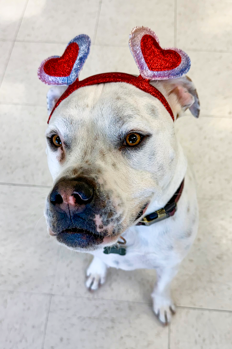 Dog wearing red headband with two red and white glittery heart-shaped antennae
