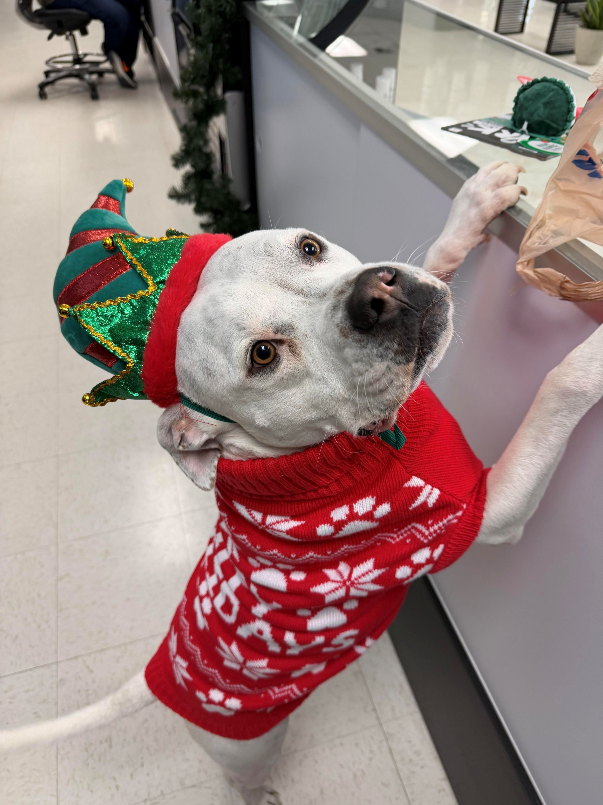 Dog wearing a Christmas elf hat and a red holiday sweater with white snowflakes and reindeer, standing on its hind legs at a counter in a store, looking up.