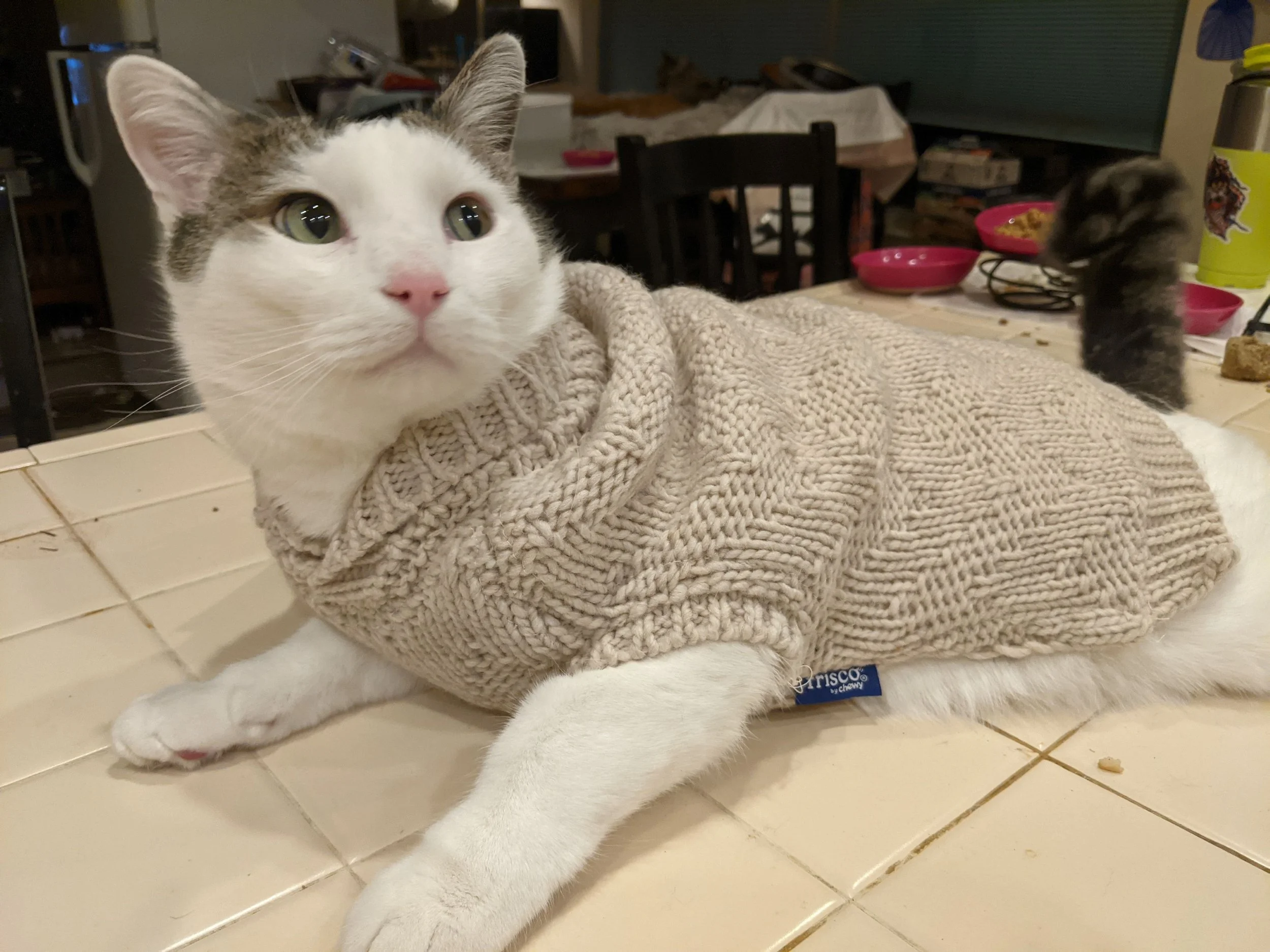 A white and gray cat wearing a beige knitted sweater lies on a tiled kitchen floor, looking up with green eyes. In the background, there are pink bowls, a yellow water bottle, and another small cat.
