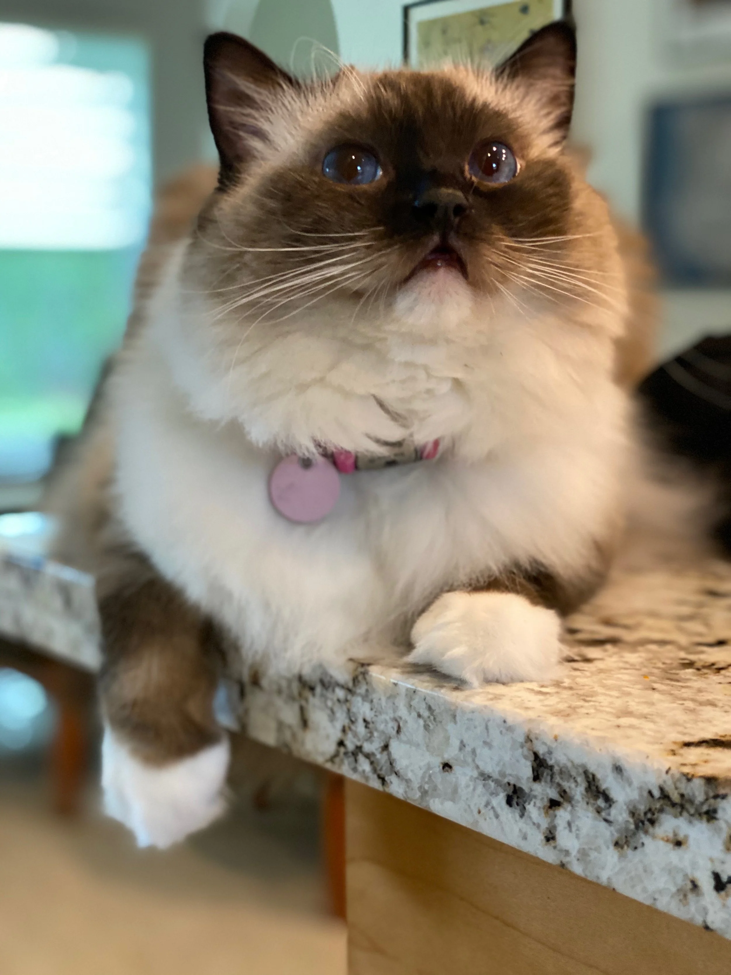 Samantha was a Ragdoll with big blue eyes. She was our little girl in a fuzzy cat suit. So human!! Samantha was as loving, cuddly, and sweet as can be. She cozied up to everyone that came to visit us. Even friends that told me they were afraid of cat