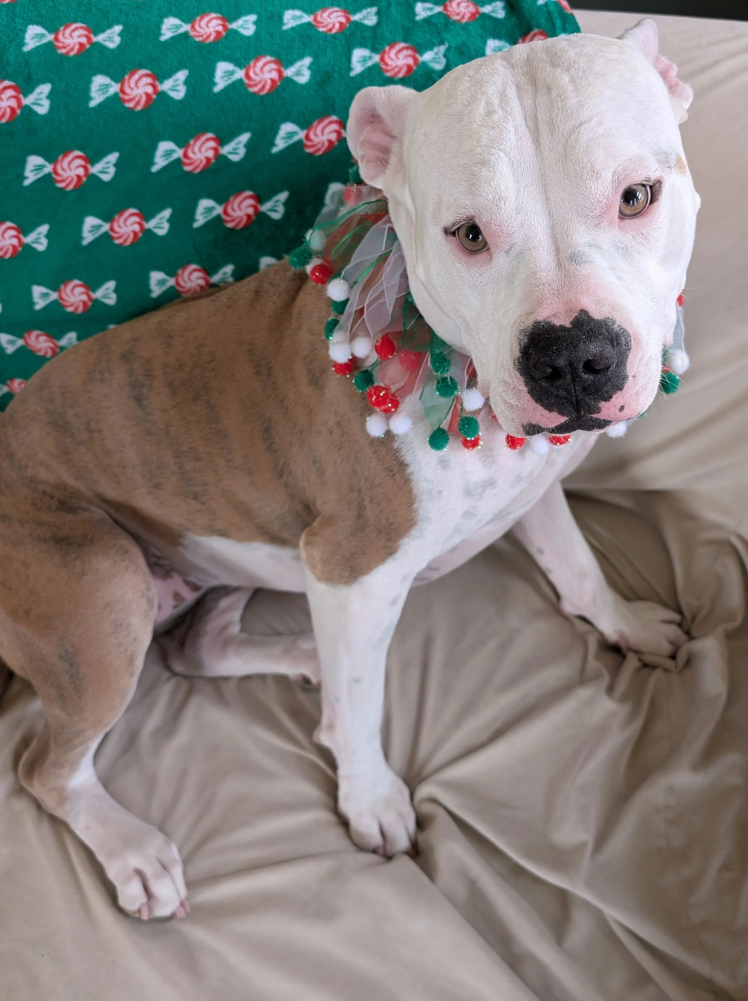 A dog with a white face and brown body sitting on a beige couch wearing a festive holiday collar with red, white, and green decorations. Behind the dog is a green pillow with red and white peppermint candy patterns.