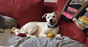 A happy dog lying on a couch with colorful pillows, holding a small stuffed toy in its mouth.