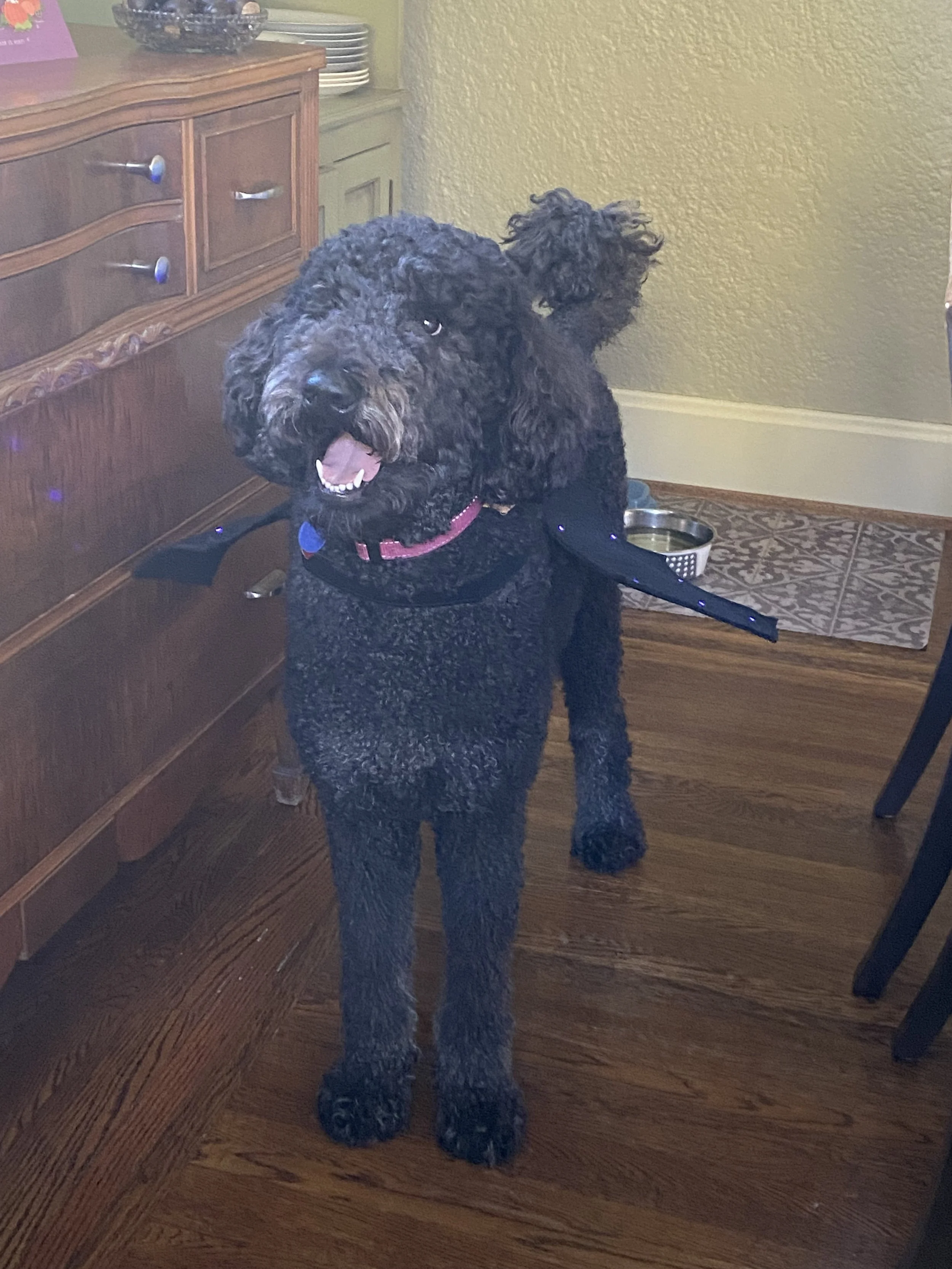 A black curly-haired dog standing indoors on a wooden floor, with a collar and a harness on. There are furniture and a dog bowl in the background.
