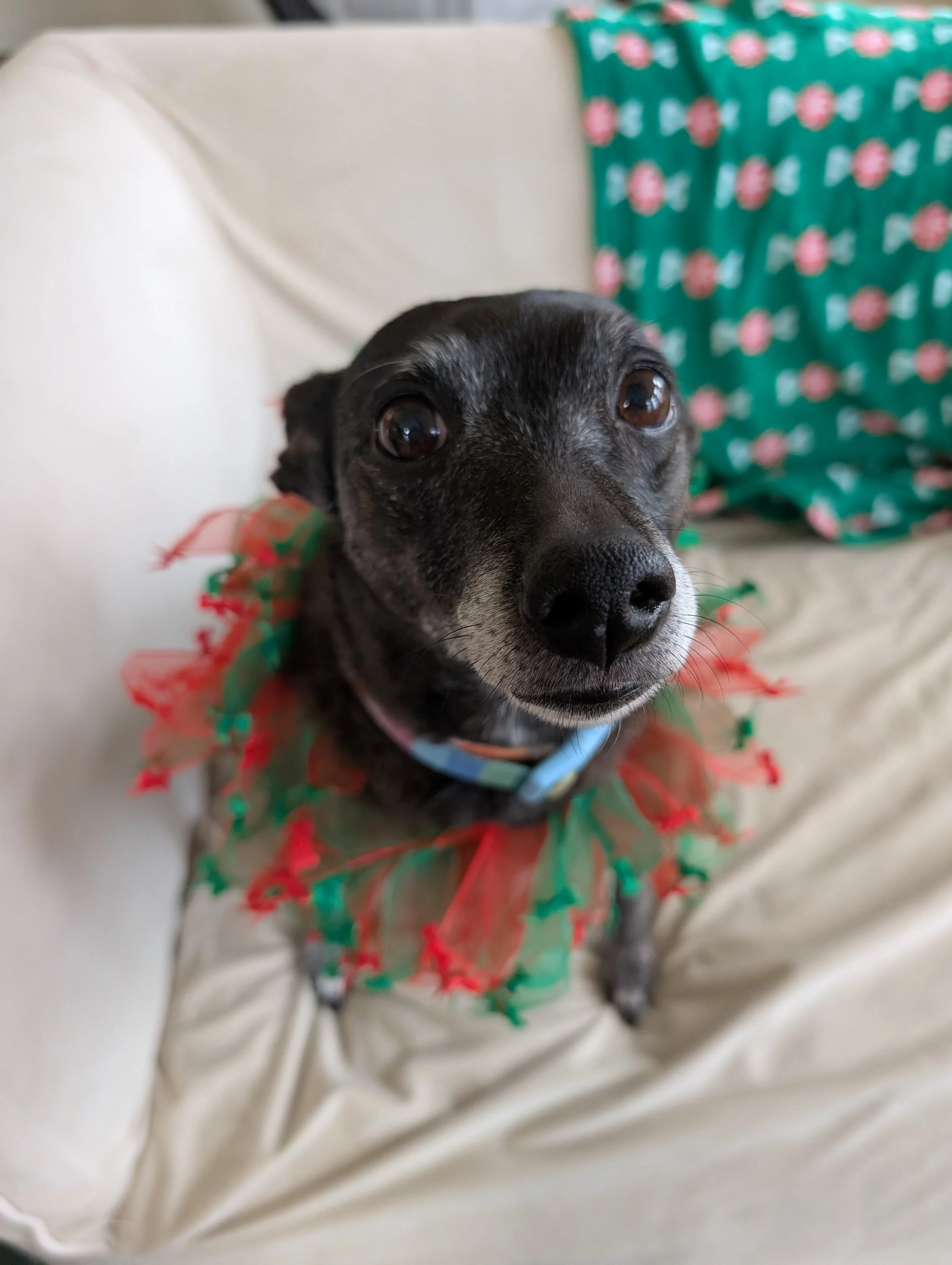 A black dog wearing a colorful, festive wreath collar sitting on a beige couch, with a Christmas-themed pillow in the background.