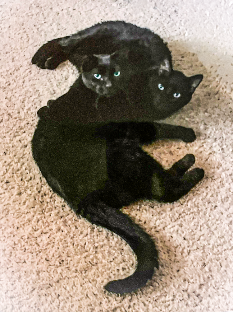 Two black cats lying on a beige carpet with their heads resting together.