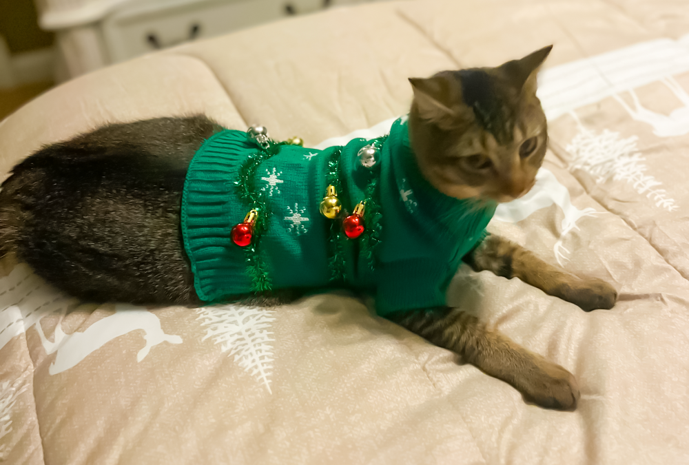 A cat wearing a green sweater with holiday decorations, lying on a beige blanket with white snowflake pattern.