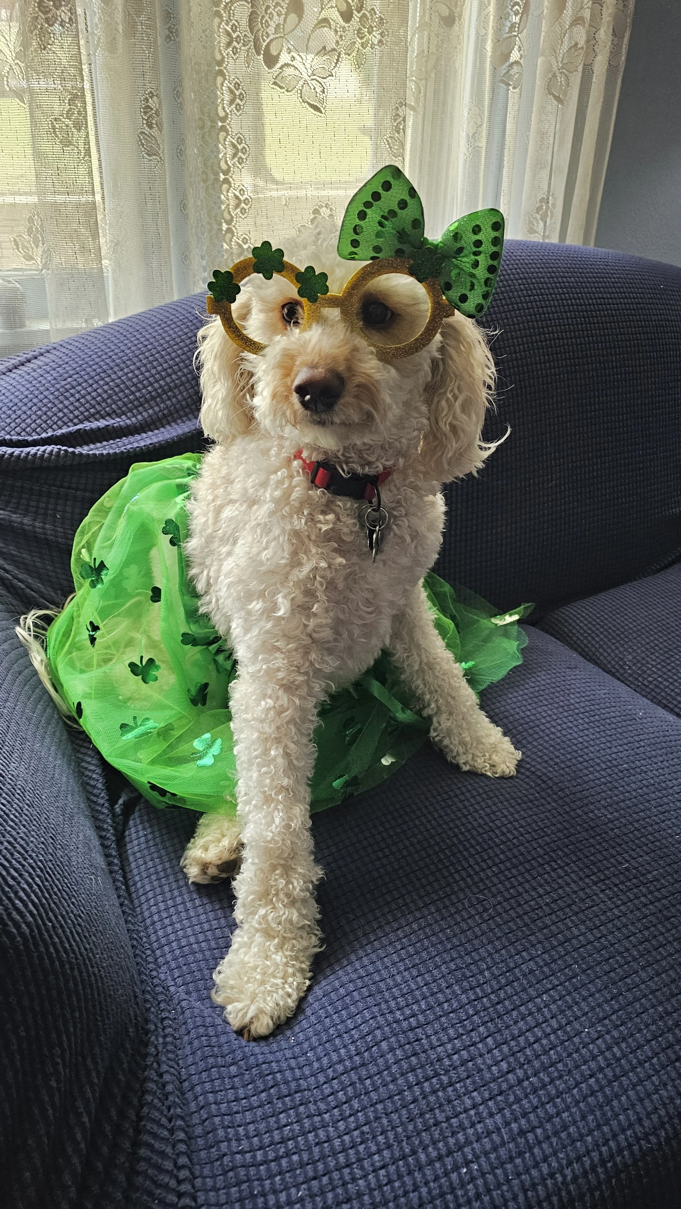 A small curly-haired dog wearing green St. Patrick's Day accessories, including glasses with shamrocks and a green bow, and a green tutu with shamrock decorations, sitting on a blue sofa near a window.