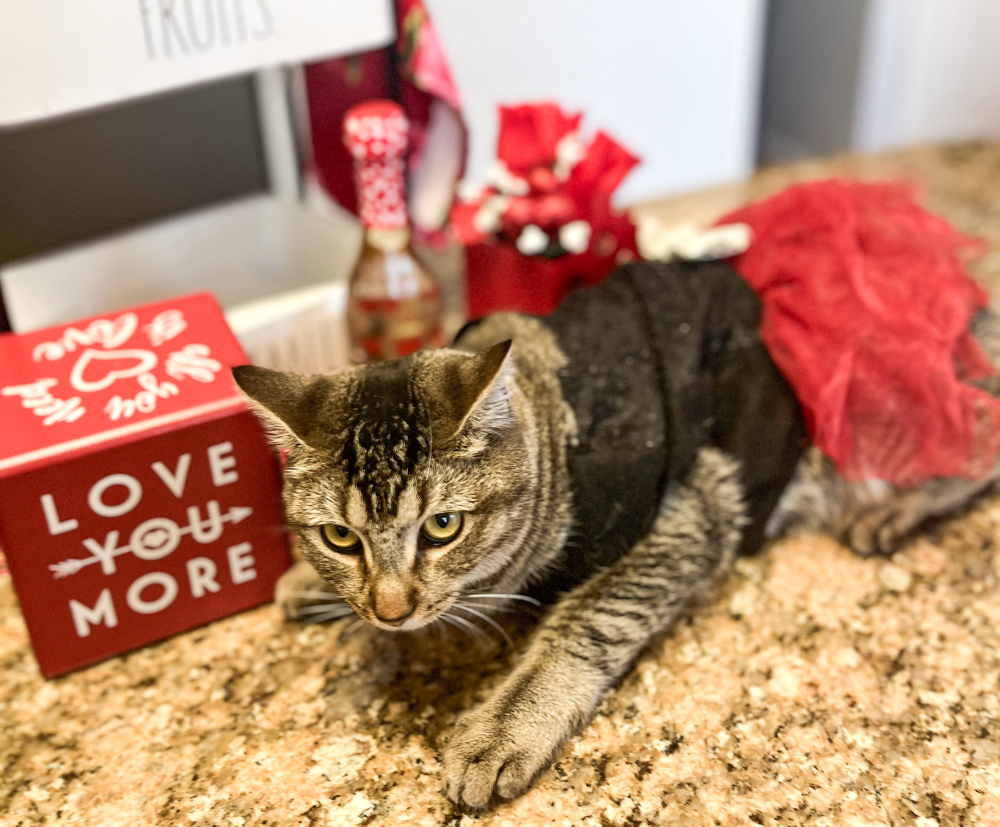 A tabby cat lying on a kitchen countertop surrounded by Valentine's Day decorations, including a red box with the words 'Love You More' and festive items in the background.