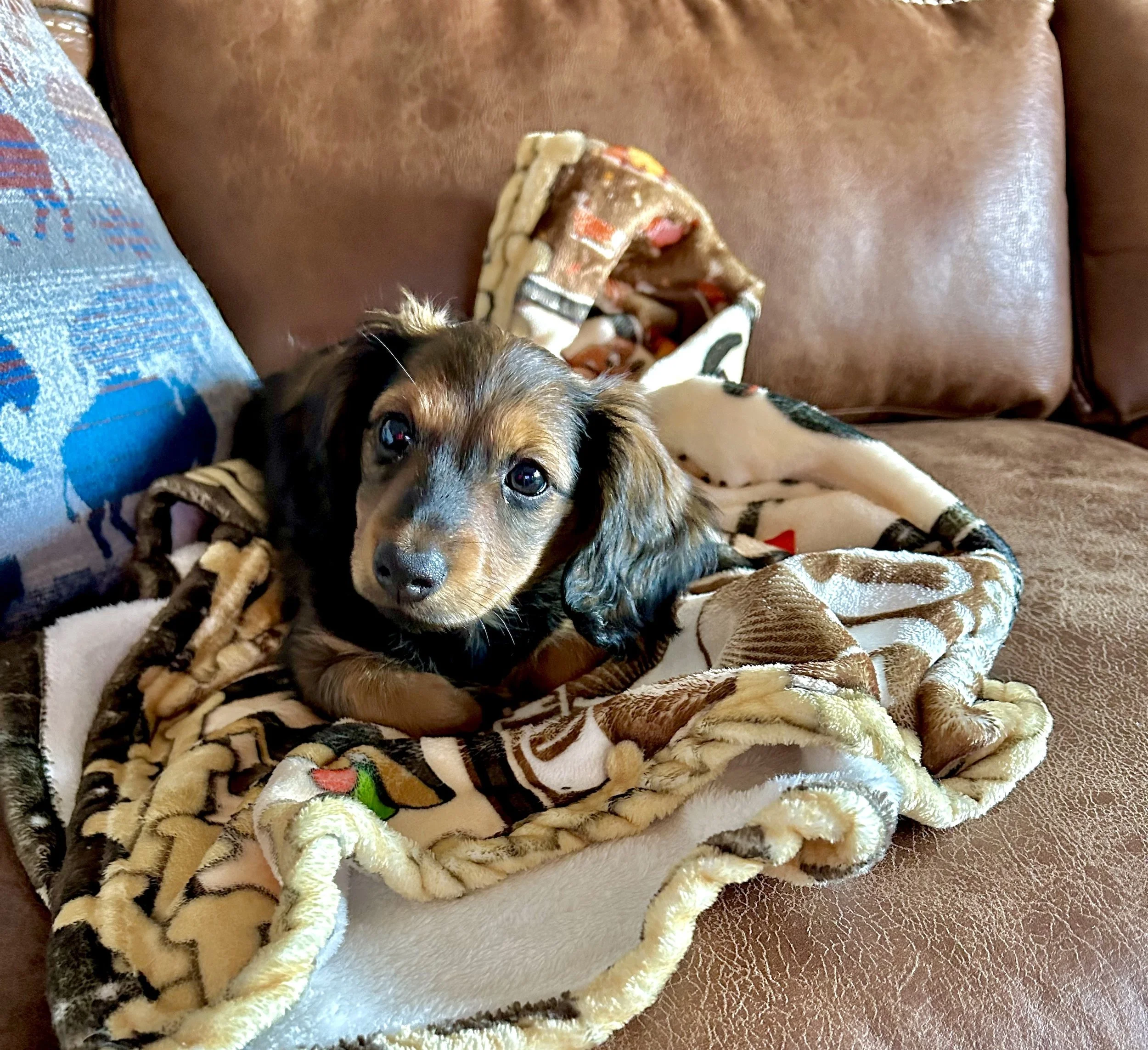A adorable puppy lying on a blanket on a brown leather couch, with a colorful pillow nearby.