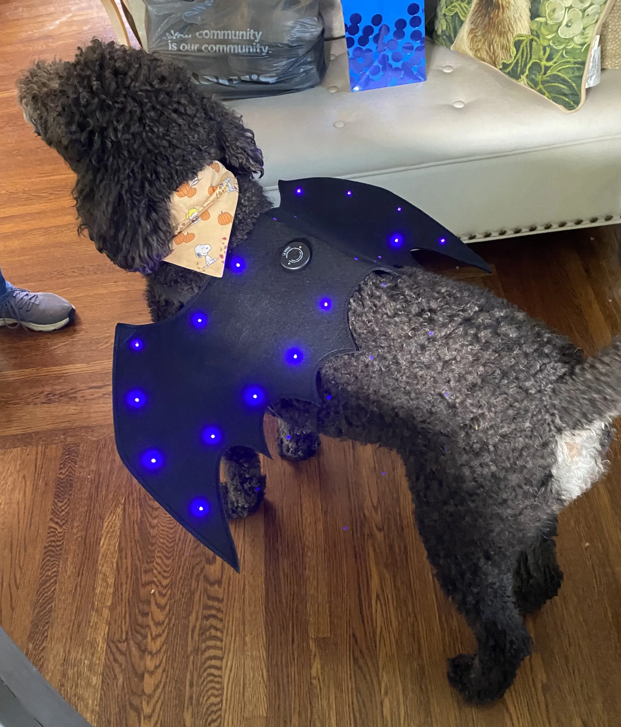 A dog dressed in a Halloween costume that features bat wings with blue LED lights, wearing a bandana with an autumn-themed print, standing on a wooden floor near a beige upholstered furniture piece with assorted bags and items on top.