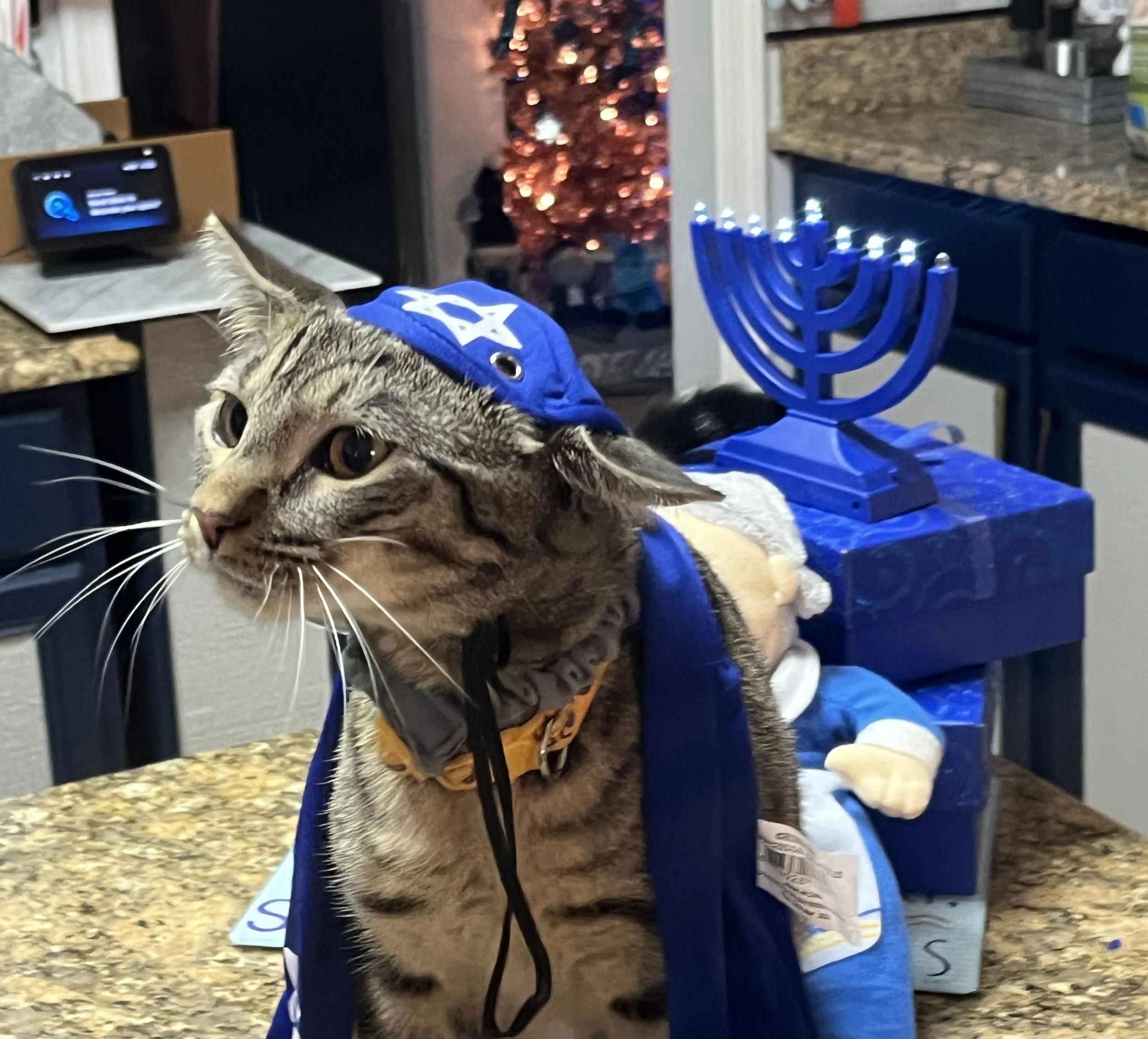 A tabby cat dressed in a blue and white Hanukkah-themed costume, with a blue hat and a blue cape, stands on a kitchen countertop. In the background, there are a menorah, a small Santa figurine, and a Christmas tree with lights.