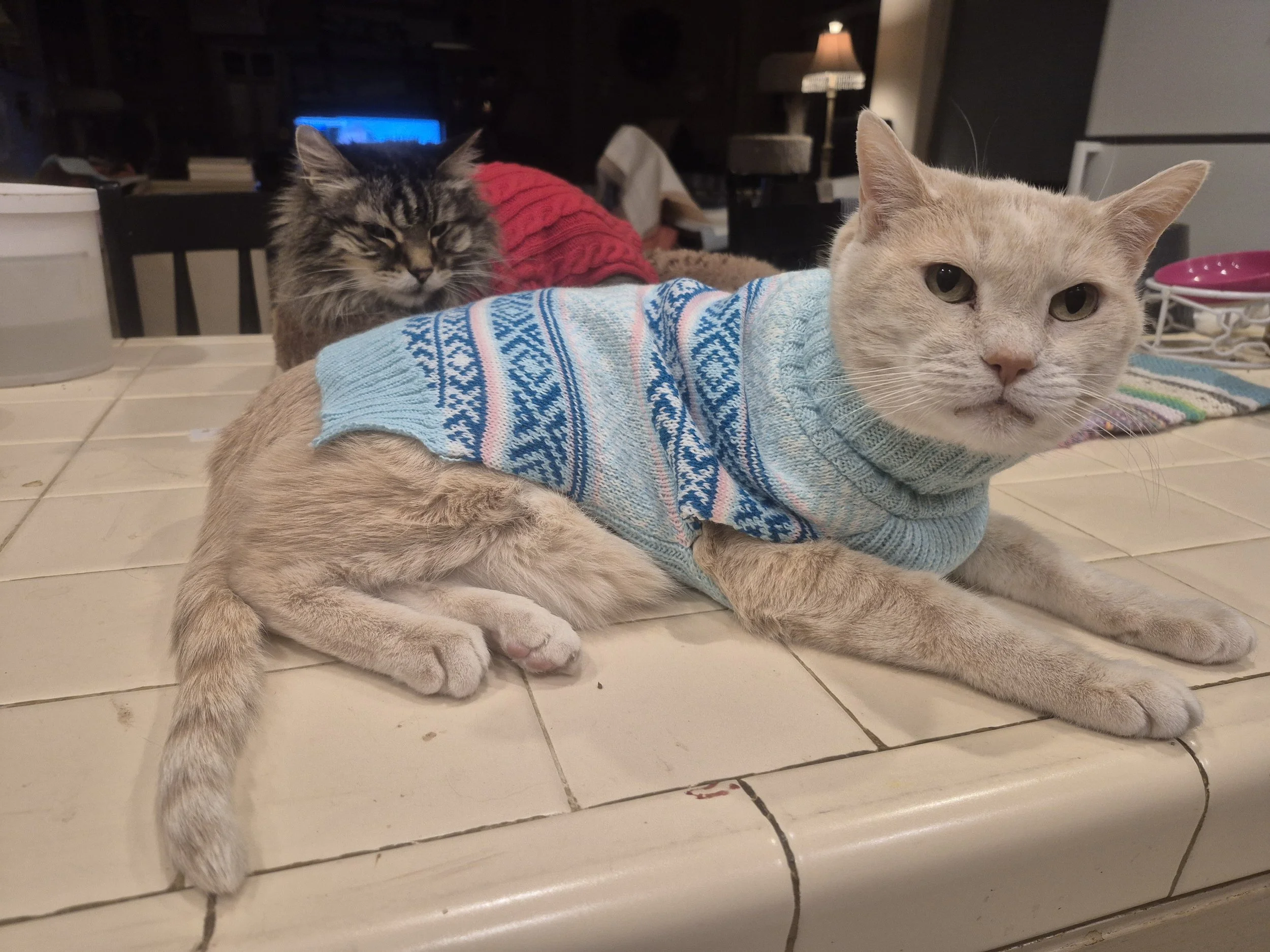 A beige cat wearing a blue sweater with white and pink patterns, lying on a tiled kitchen counter. Behind it, a dark tabby cat wearing a red sweater is resting with its eyes closed.